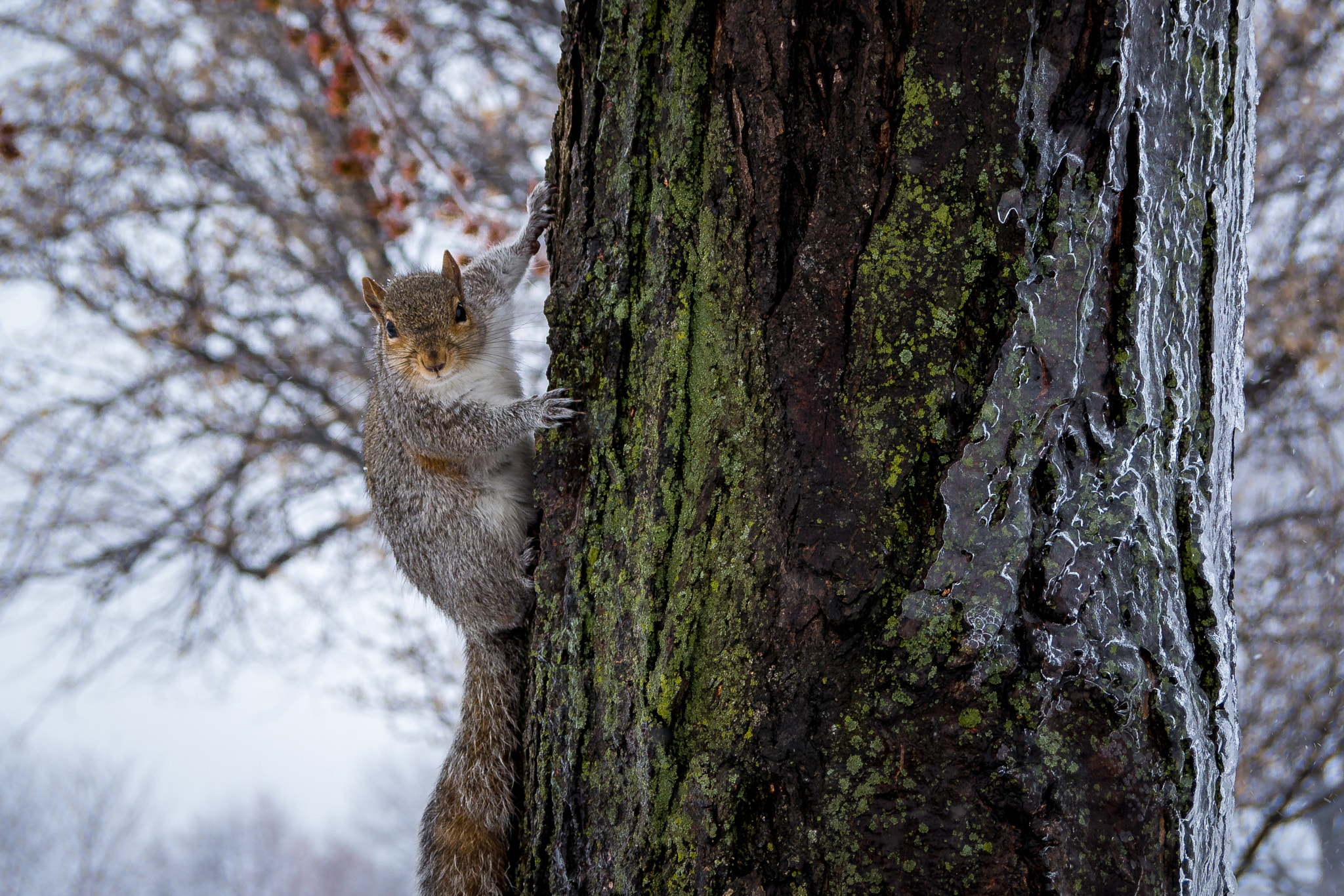 LUMIX G VARIO 45-200/F4.0-5.6II sample photo. Squirrel on an icy tree photography