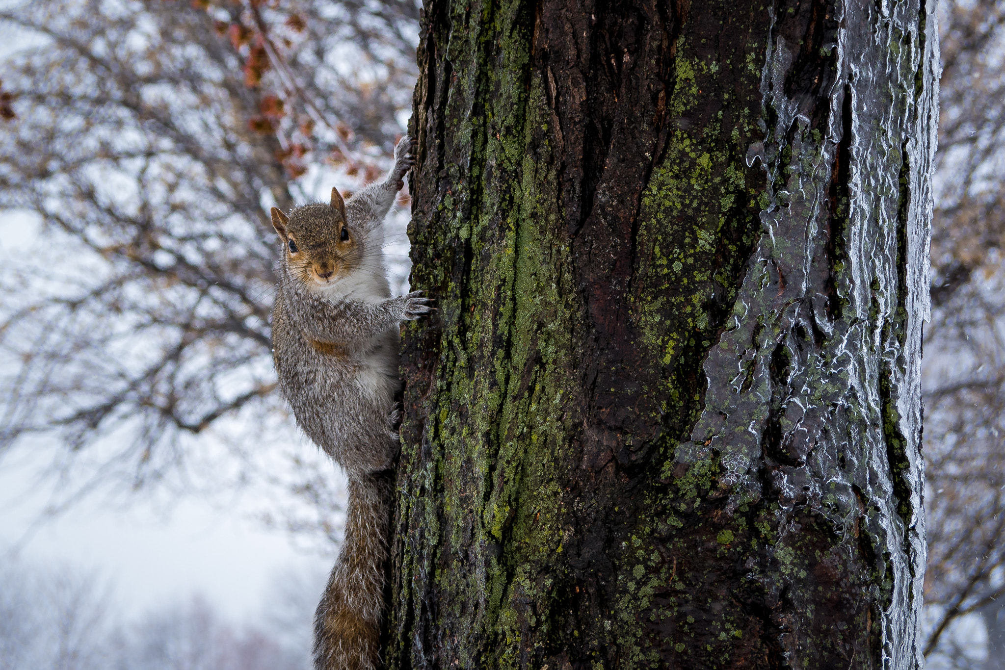 Panasonic Lumix DMC-GX7 sample photo. Squirrel on an icy tree photography