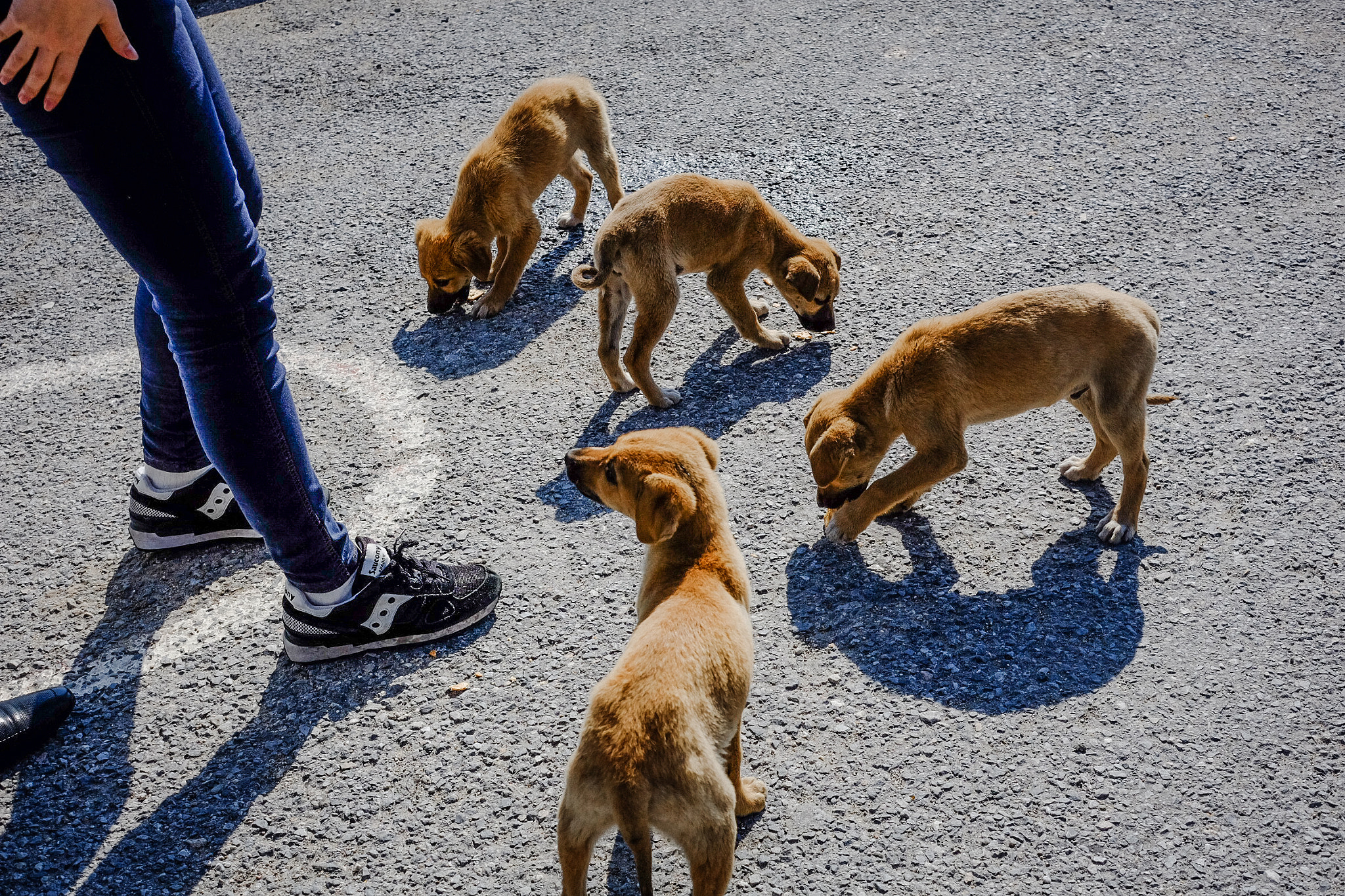 Fujifilm X-M1 + Fujifilm XF 27mm F2.8 sample photo. 狗 photography