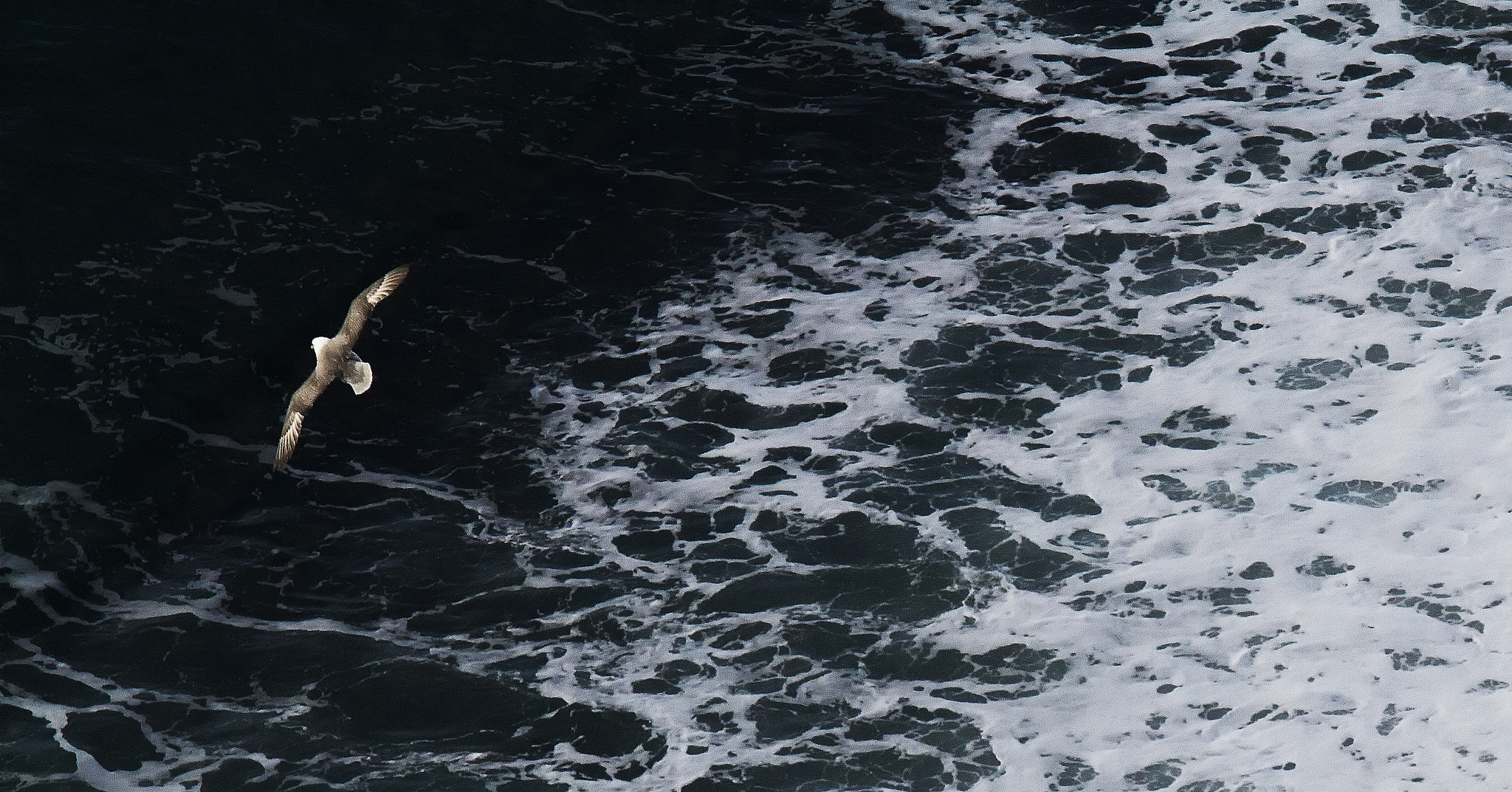 Canon EF 70-200mm F2.8L USM sample photo. Fulmar photography