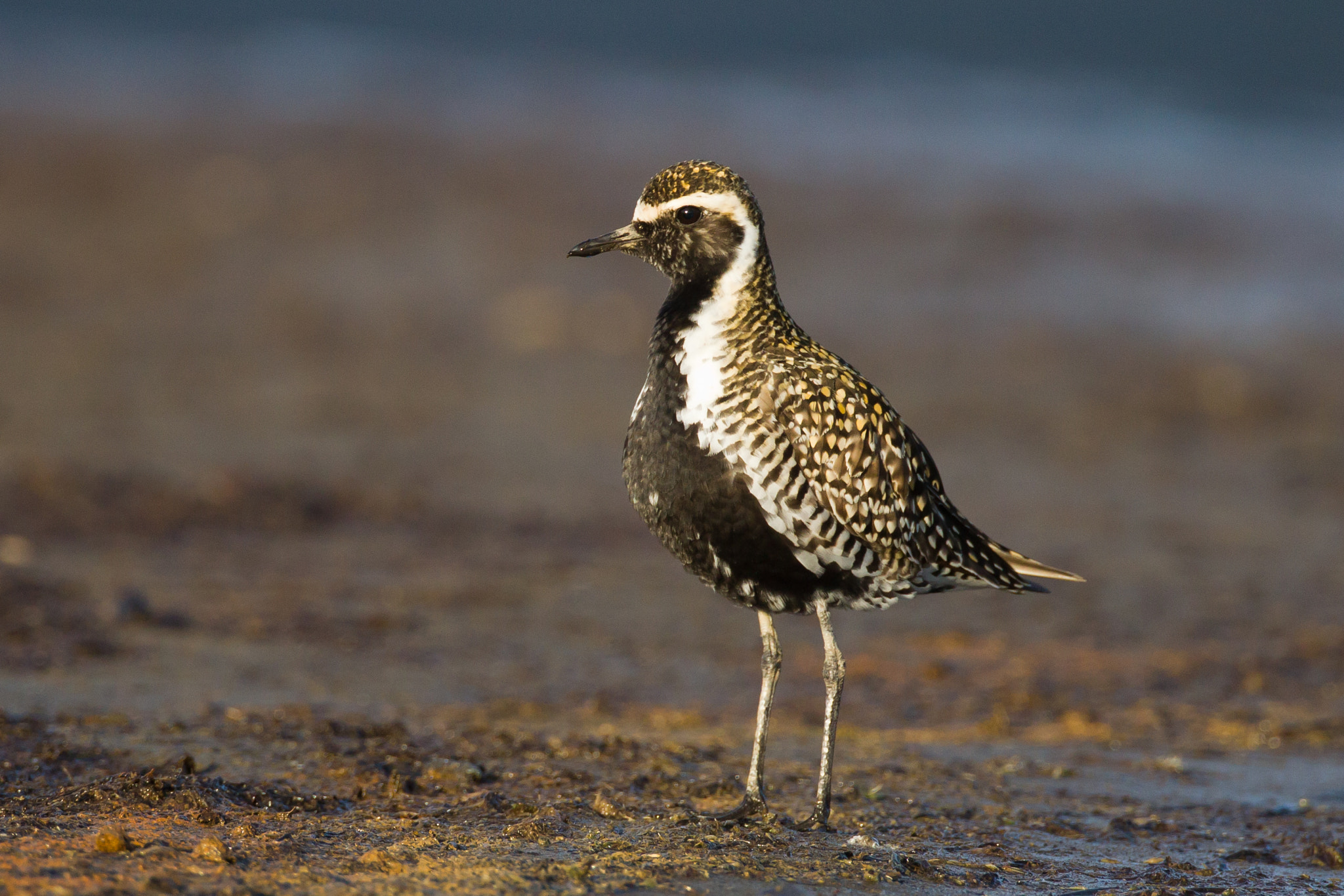 Canon EF 500mm F4L IS USM sample photo. Pacific golden plover photography