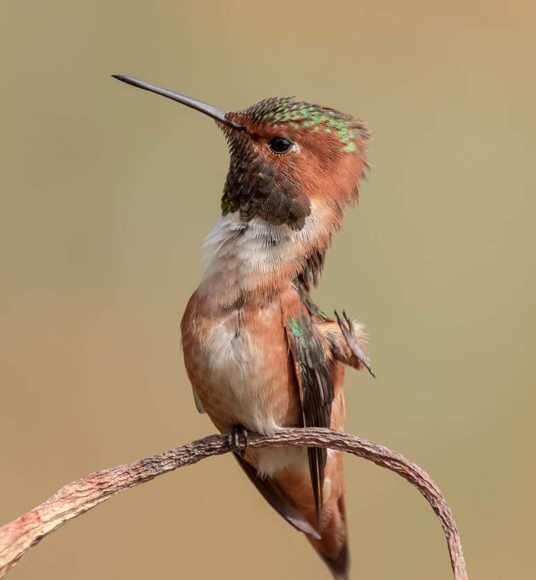 150-600mm F5-6.3 DG OS HSM | Contemporary 015 sample photo. Hummingbird photography