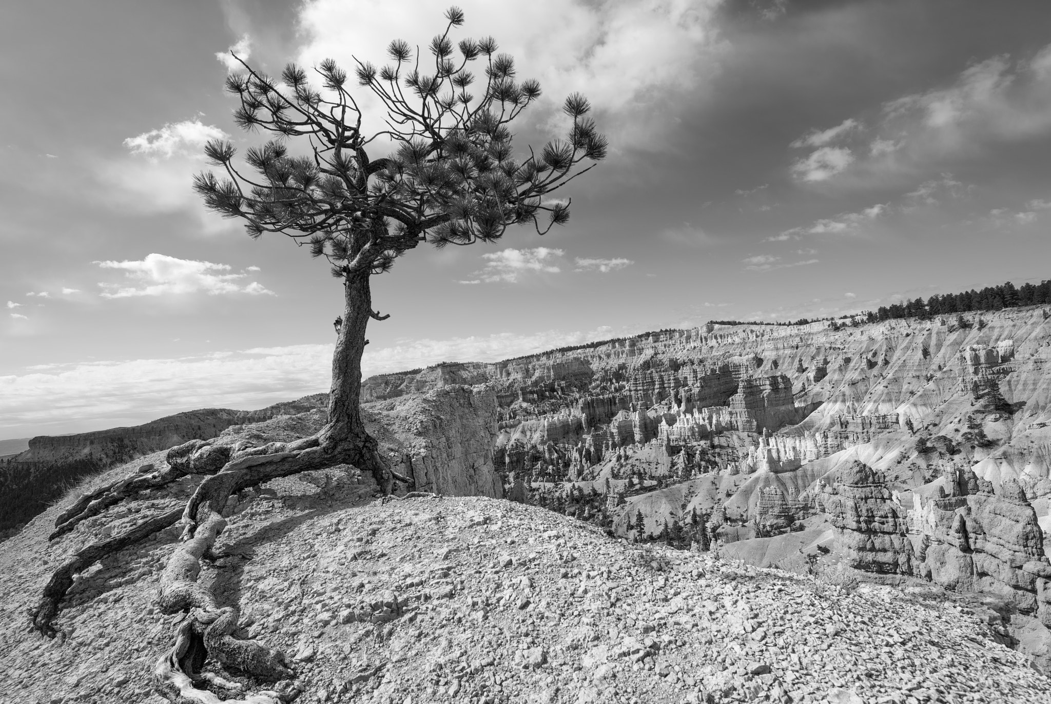 Tamron SP 15-30mm F2.8 Di VC USD sample photo. Life on the edge photography