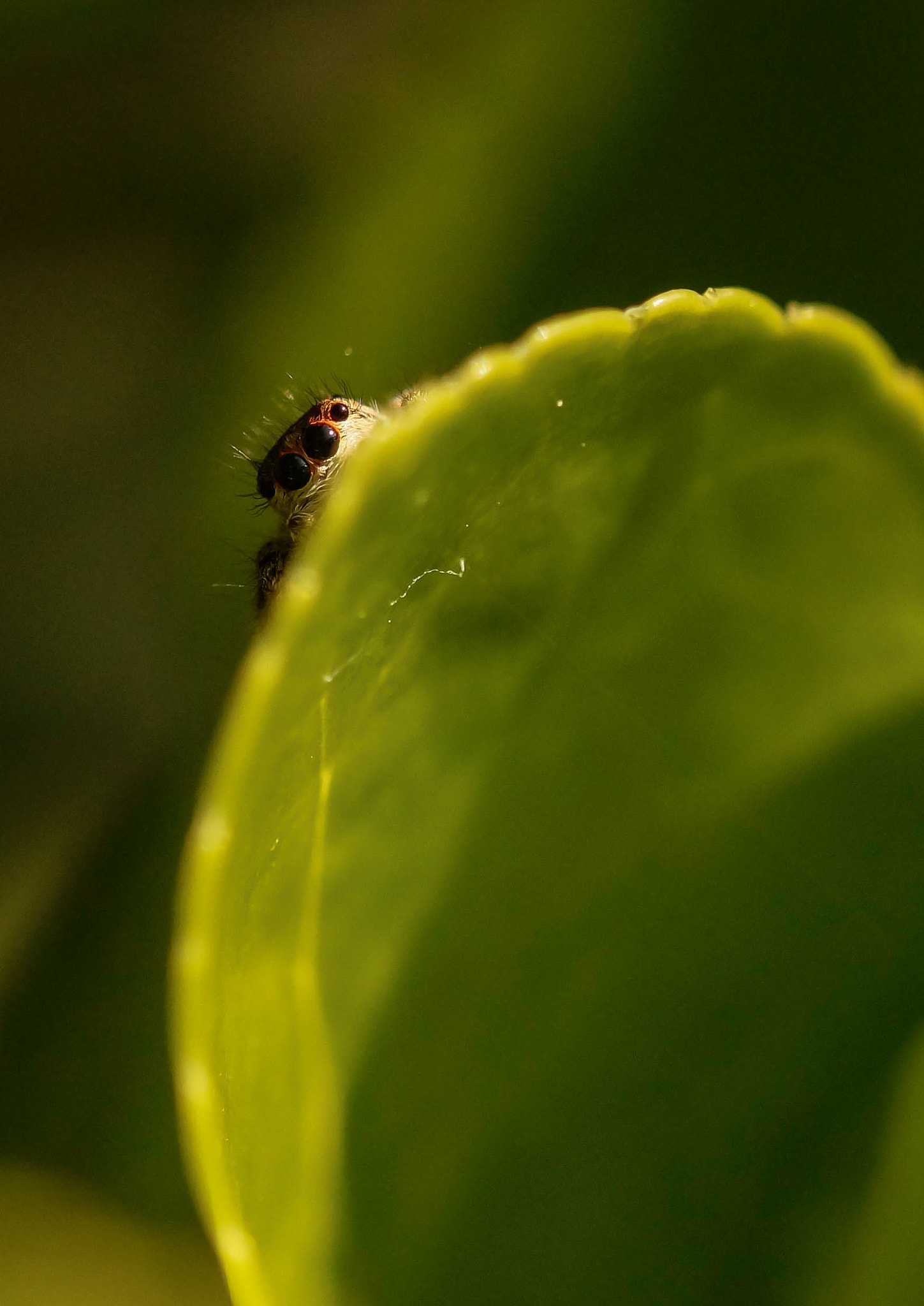Sony SLT-A58 + 105mm F2.8 sample photo. Little spy photography