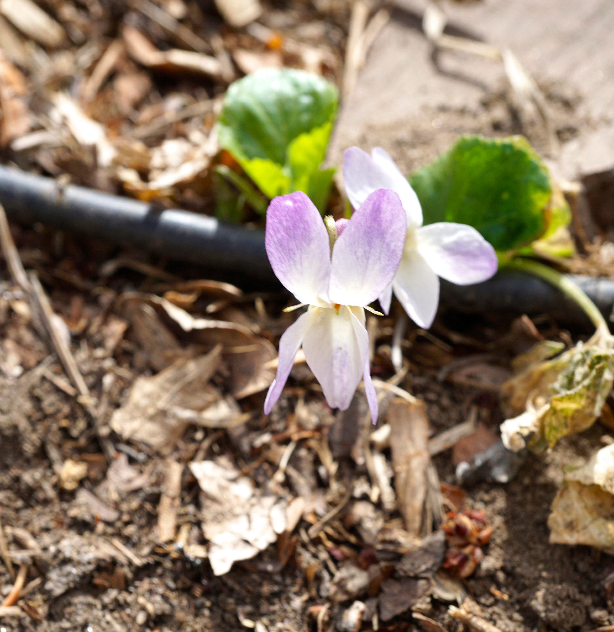 Sony a6000 sample photo. Heath dog violets photography