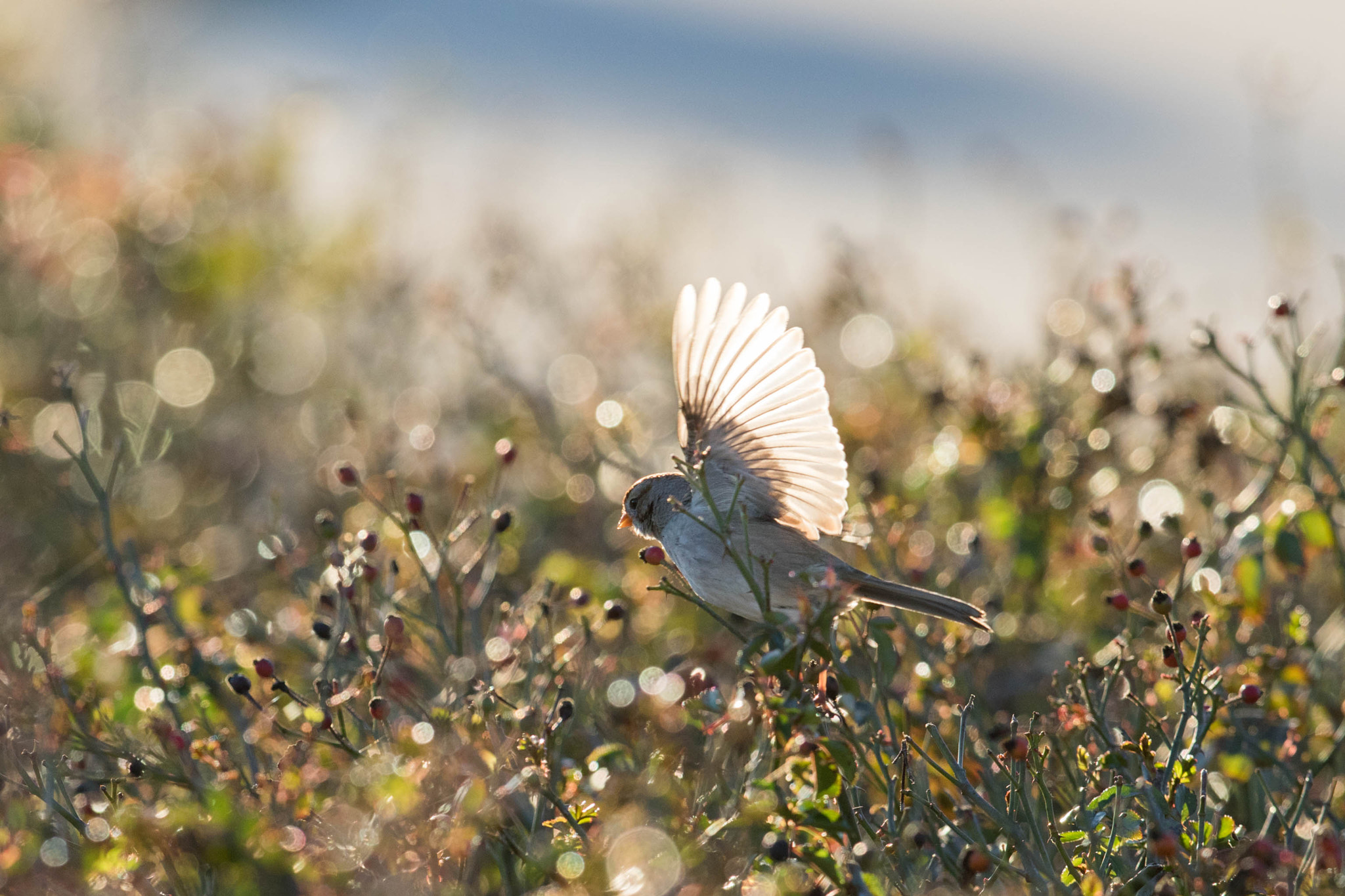 Canon EOS 7D Mark II + Canon EF 300mm F2.8L IS II USM sample photo. Untitled photography