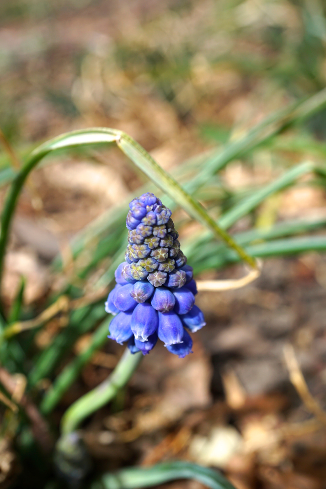 Sony E 30mm F3.5 sample photo. Starch grape hyacinth photography