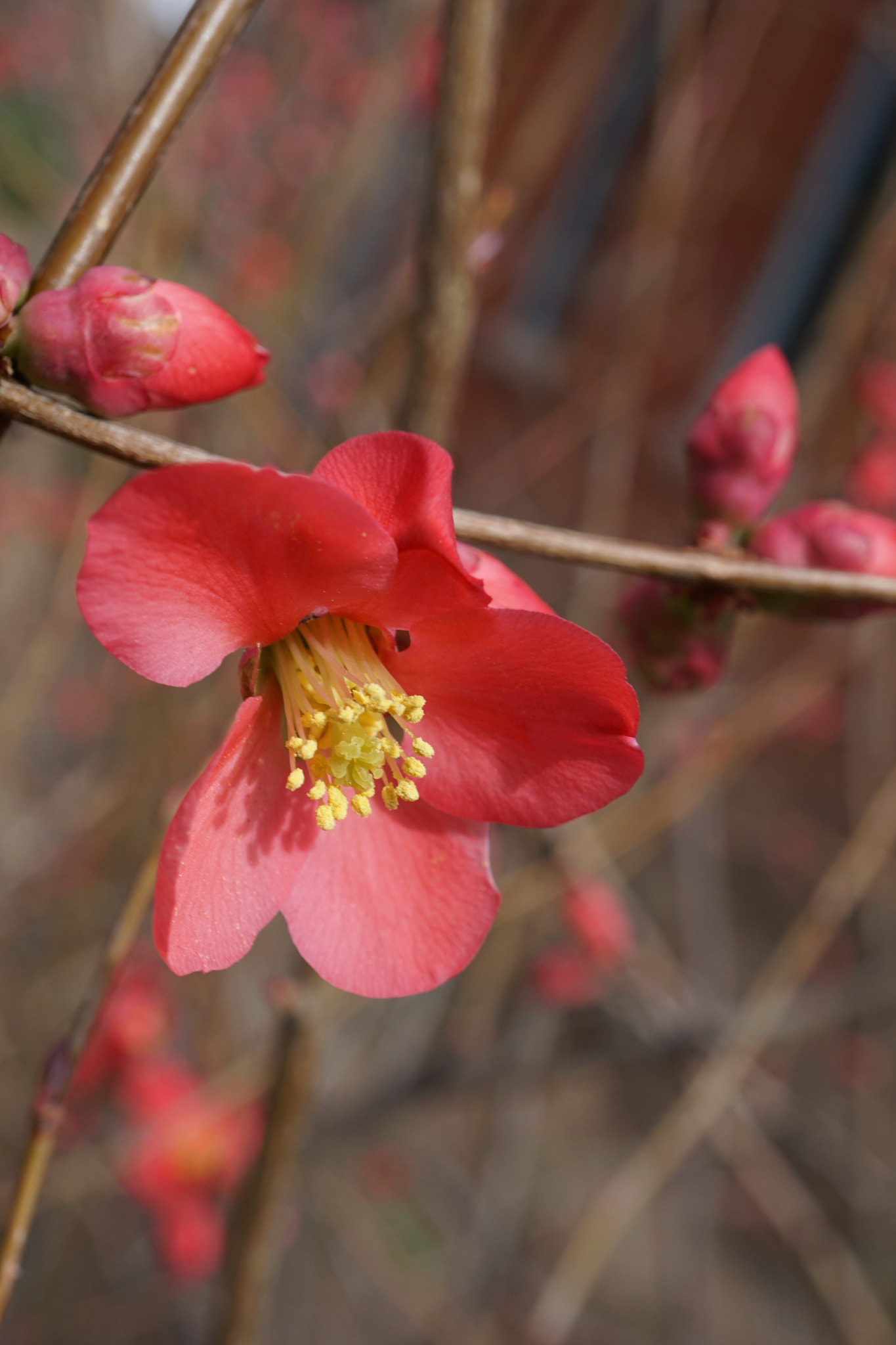 Sony a6000 + Sony E 30mm F3.5 sample photo. Flowering quinces photography