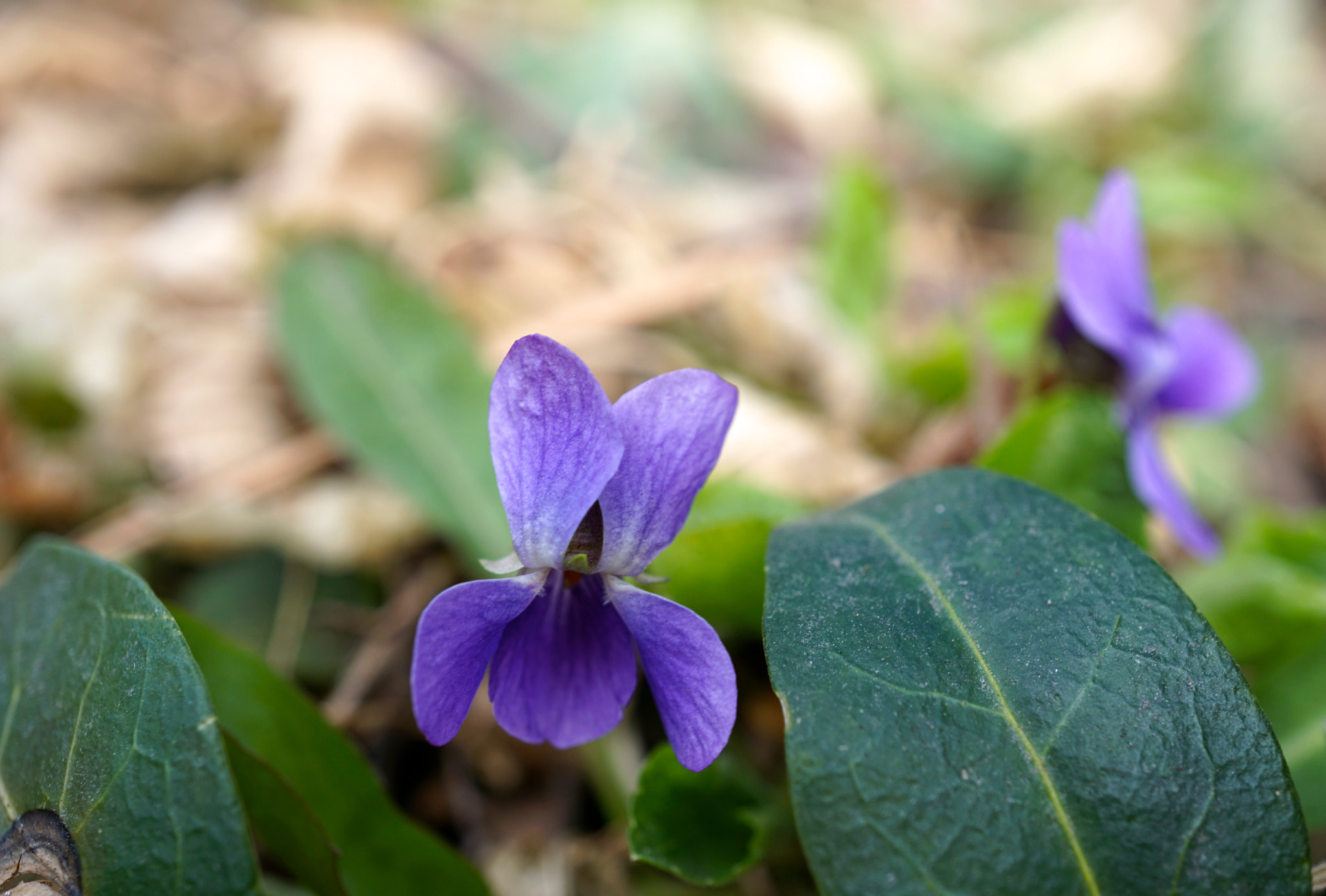 Sony E 30mm F3.5 sample photo. Viola canina photography