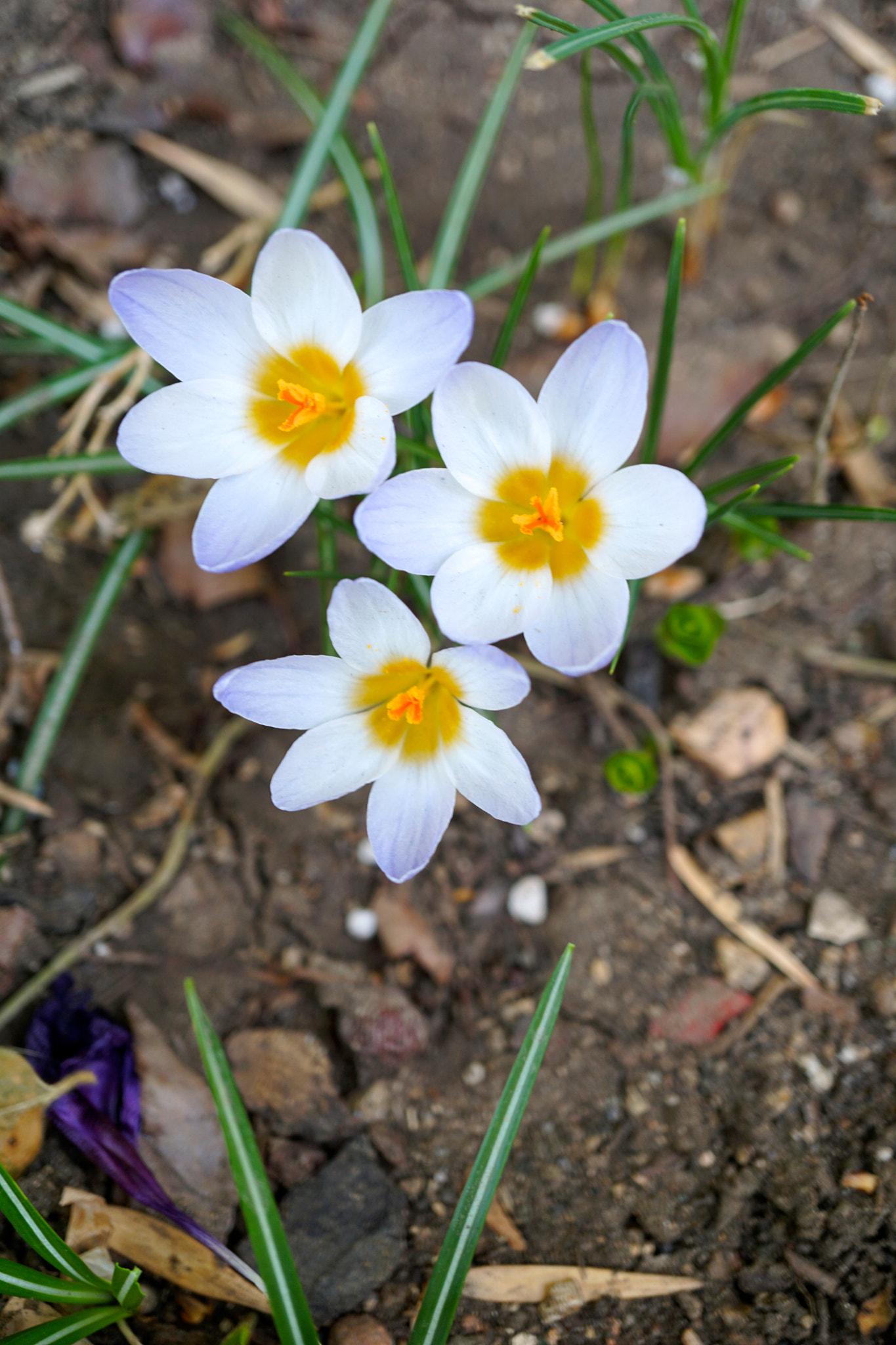 Sony E 30mm F3.5 sample photo. Crocuses photography