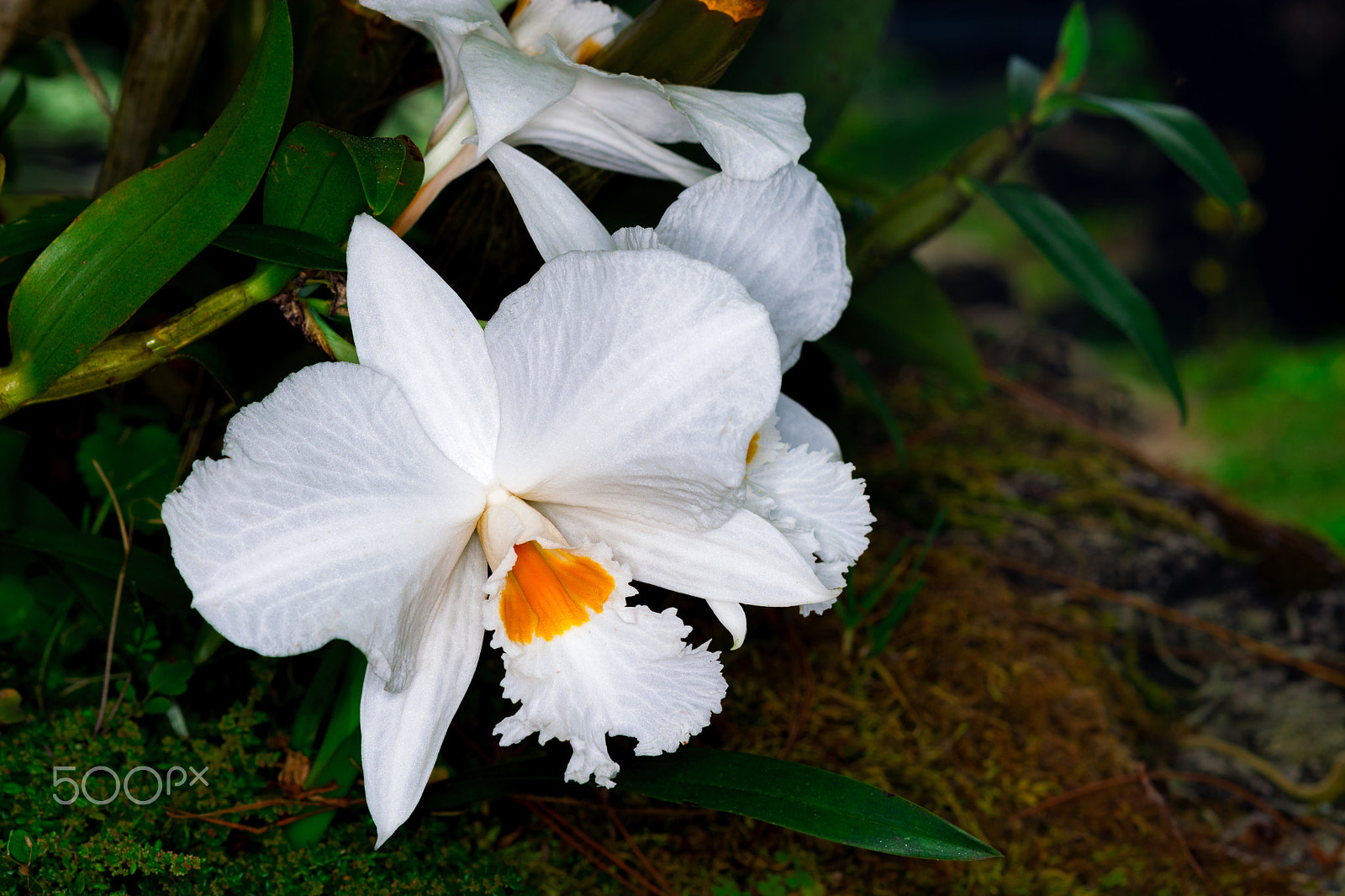 Nikon D5200 + Nikon AF-S Micro-Nikkor 60mm F2.8G ED sample photo. Dendrobium infundibulum lindl, orchidaceae. photography