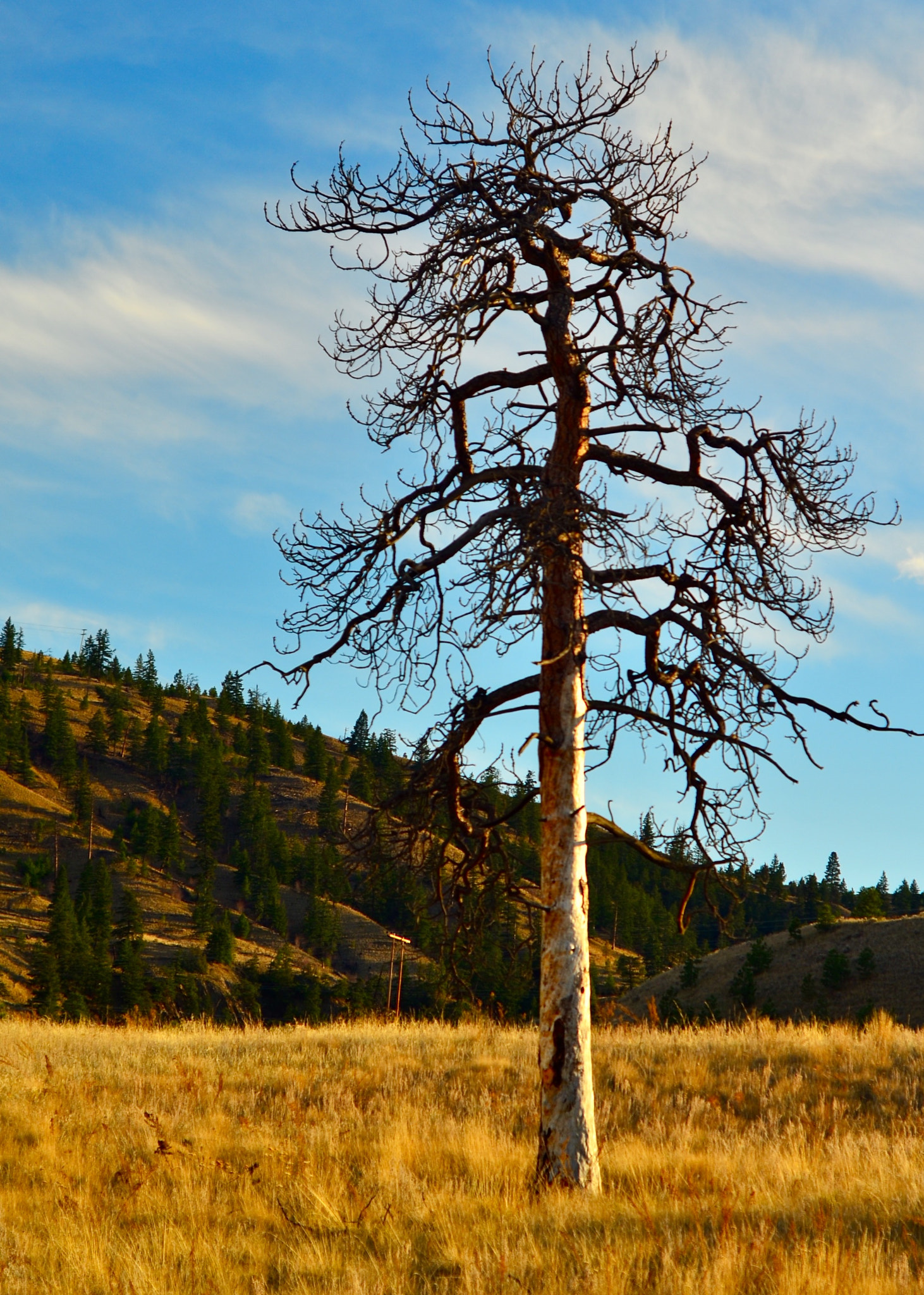 AF Nikkor 50mm f/1.8 sample photo. Pine grass and an old snag photography