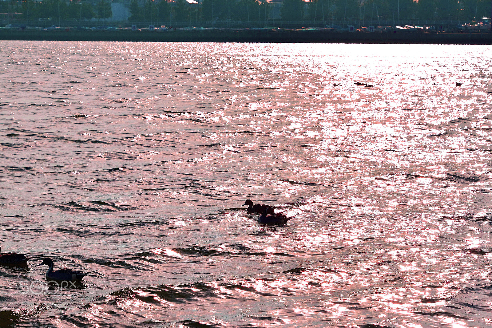 Nikon D800E sample photo. Waterfowl in late winter photography