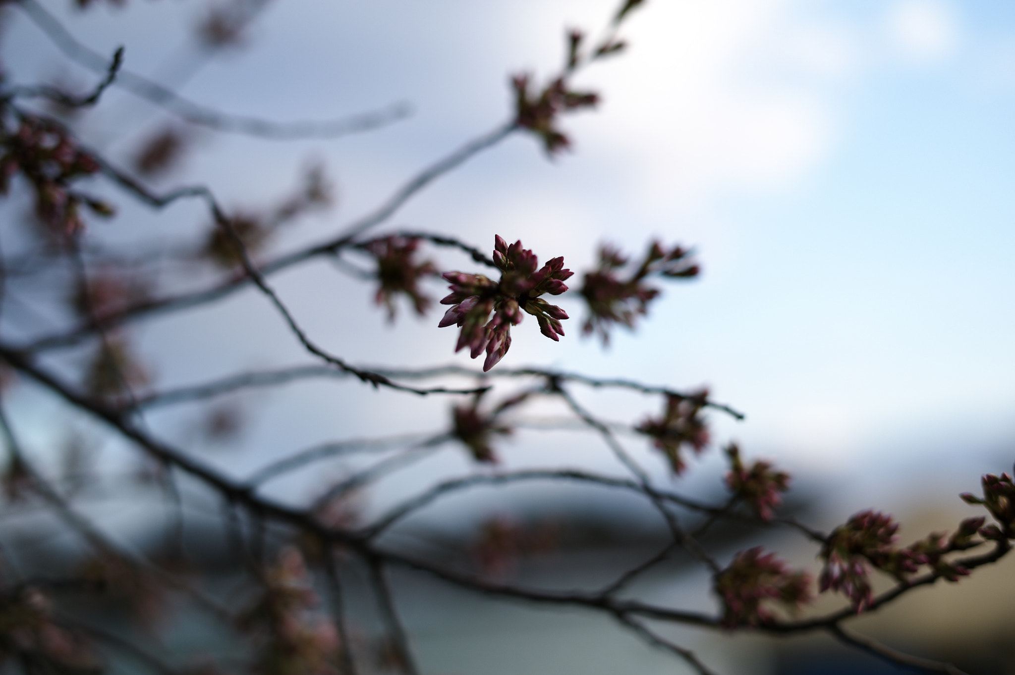 Leica M9 + Leica Summilux-M 50mm F1.4 ASPH sample photo. Lotus photography