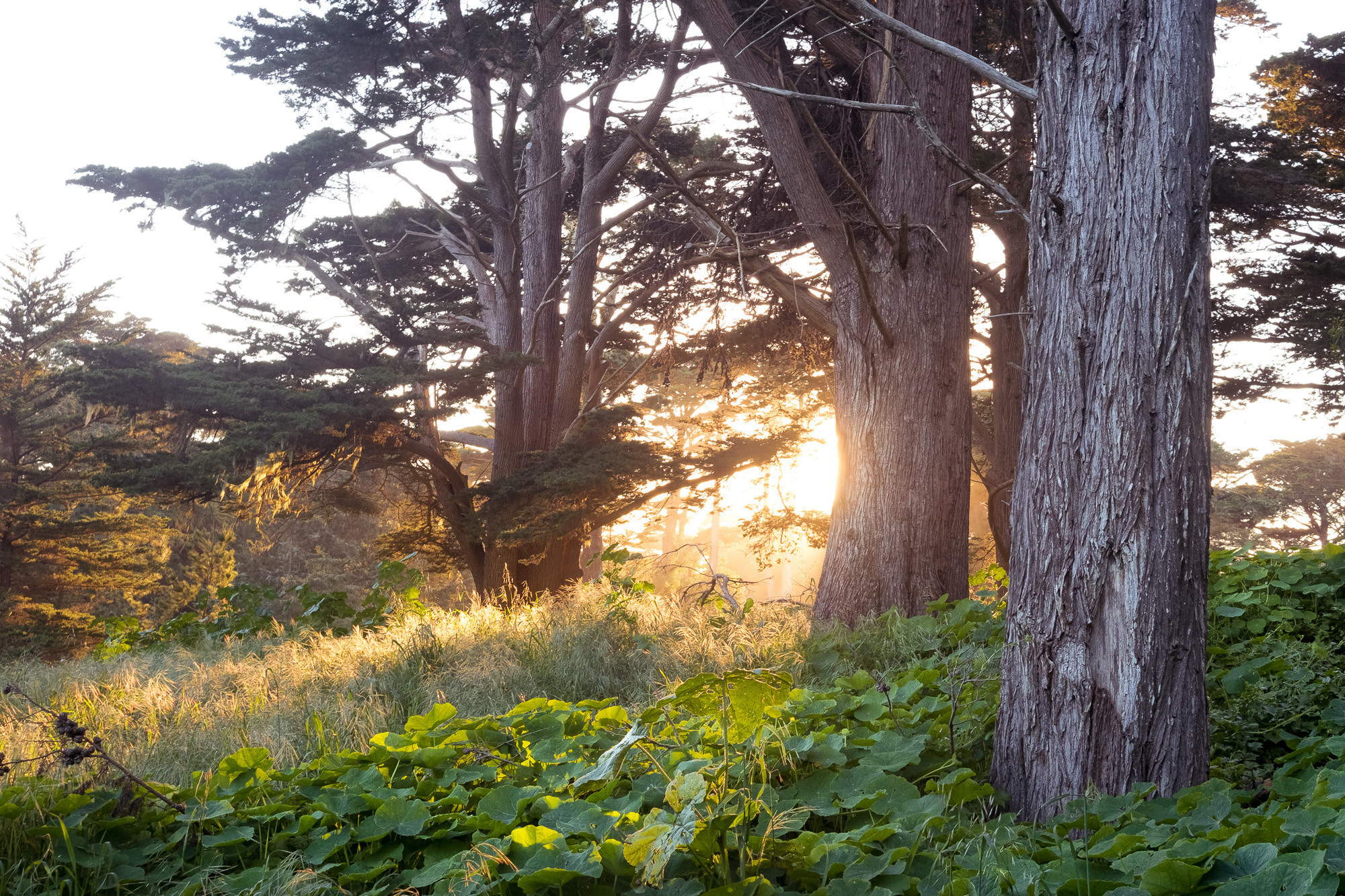 Fujifilm X-T20 + Fujifilm XF 27mm F2.8 sample photo. Spring arrives photography