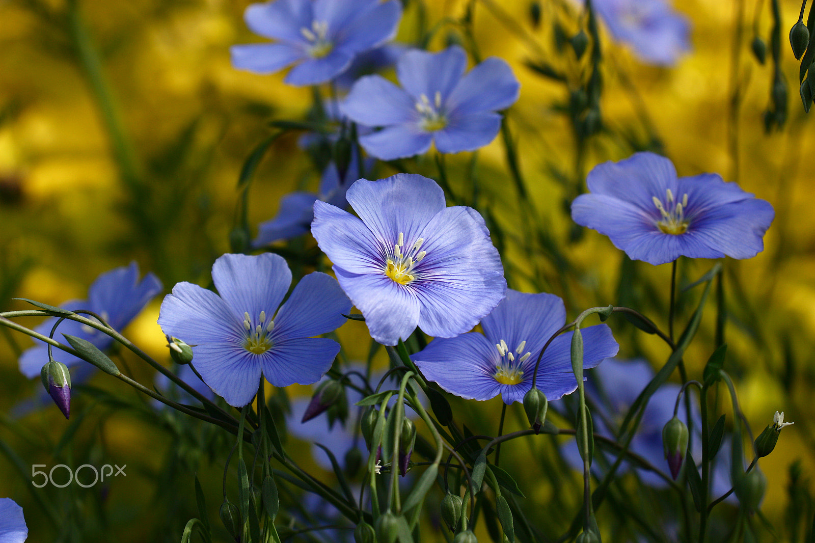 Canon EOS 450D (EOS Rebel XSi / EOS Kiss X2) sample photo. Blue flowers of decorative flax. photography