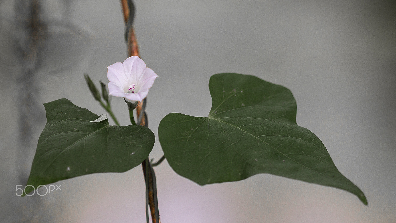 Canon EOS 60D sample photo. Flower at brazos bend park photography