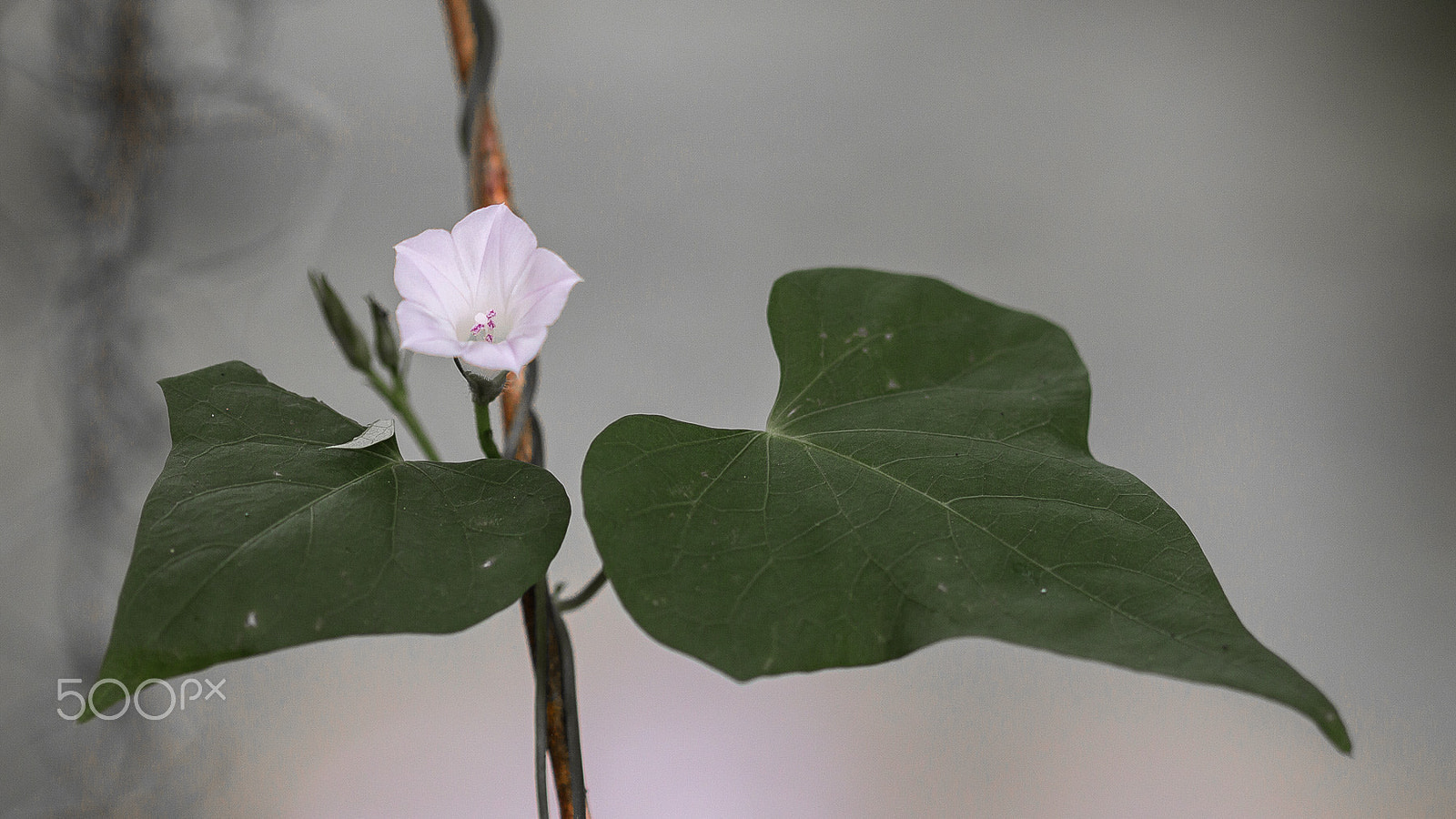 Canon EF 100mm F2.8 Macro USM sample photo. Flower at brazos bend park photography