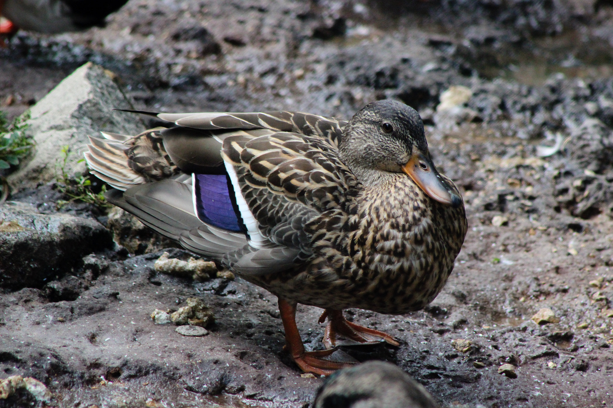 Canon EOS 600D (Rebel EOS T3i / EOS Kiss X5) + EF75-300mm f/4-5.6 sample photo. Female duck, 9.9.16 photography