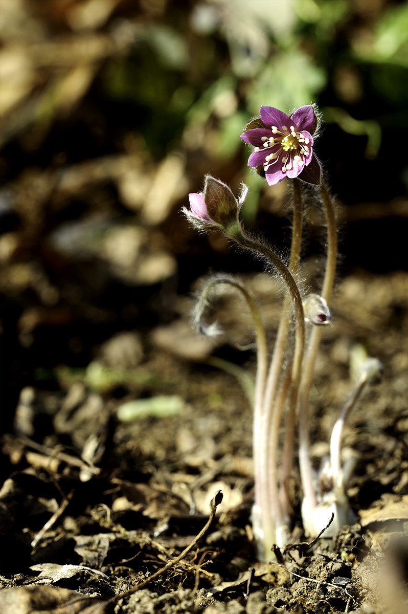 Nikon D3 sample photo. 풍도노루귀 photography