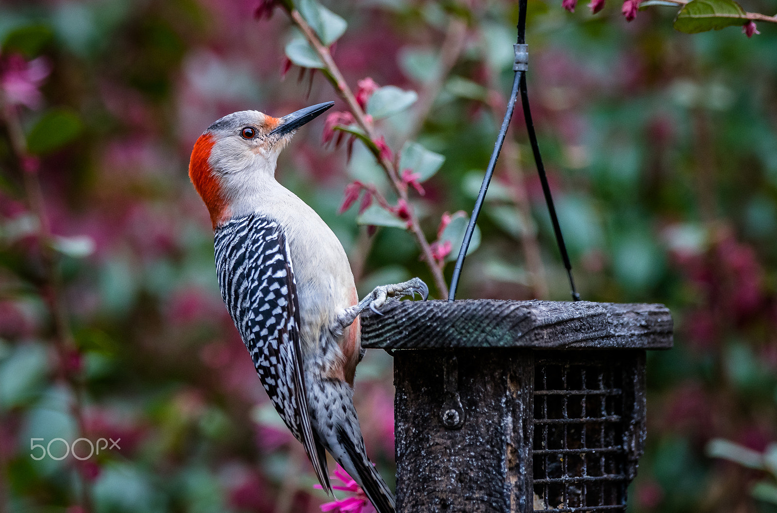 Sony a7R II + Sony 70-400mm F4-5.6 G SSM II sample photo. Here comes woody photography