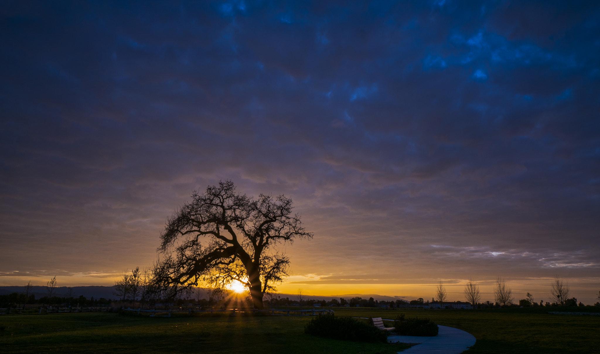 Sony a7R II + Sony E 10-18mm F4 OSS sample photo. Weeping oak photography