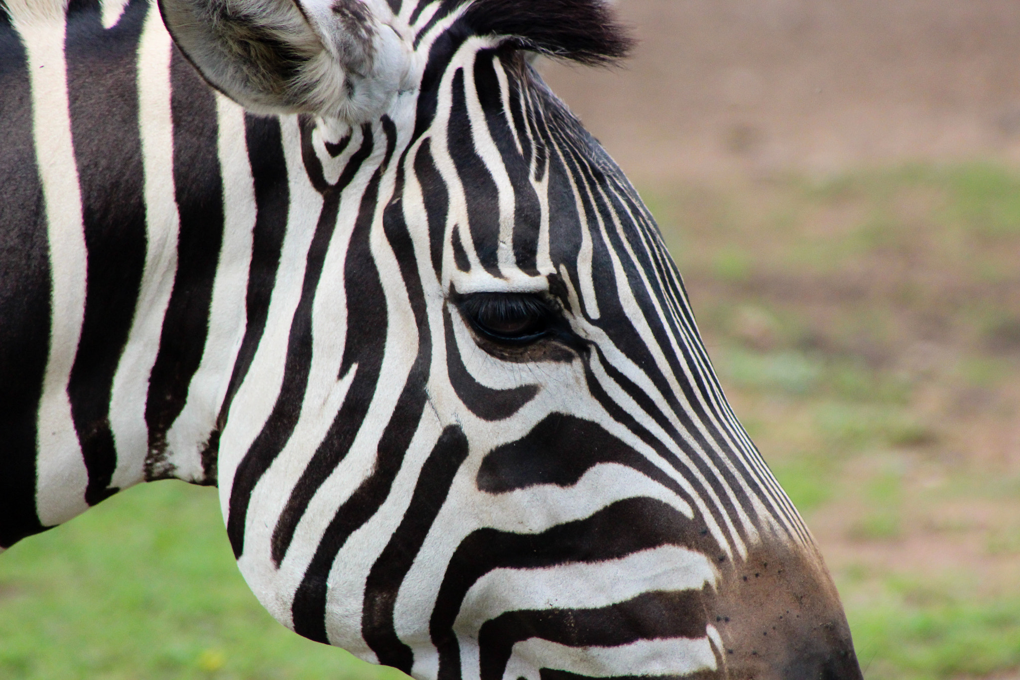 Canon EOS 600D (Rebel EOS T3i / EOS Kiss X5) + EF75-300mm f/4-5.6 sample photo. Mother zebra, 9.9.16 photography