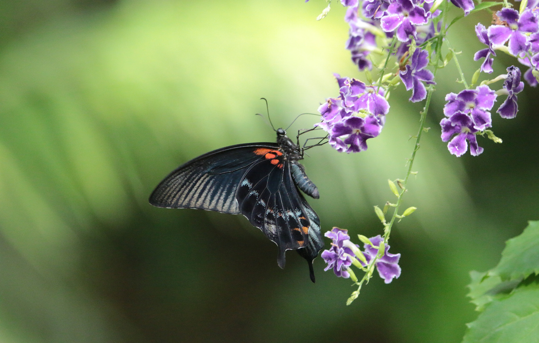 Canon EF-S 55-250mm F4-5.6 IS II sample photo. B photography