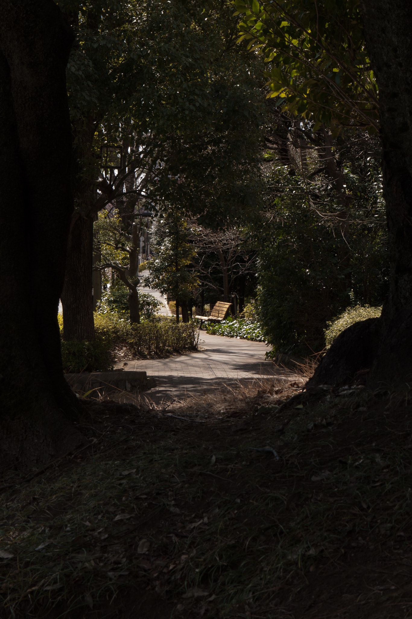 Panasonic Lumix DMC-G1 sample photo. The sunny path of the sidewalk photography