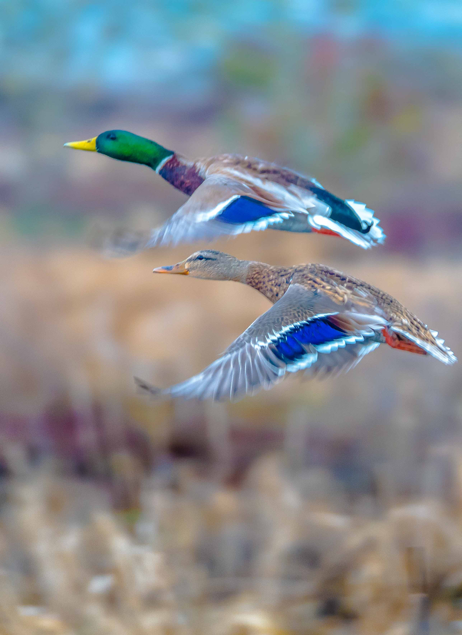 Sigma 150-600mm F5-6.3 DG OS HSM | S sample photo. Dsc photography