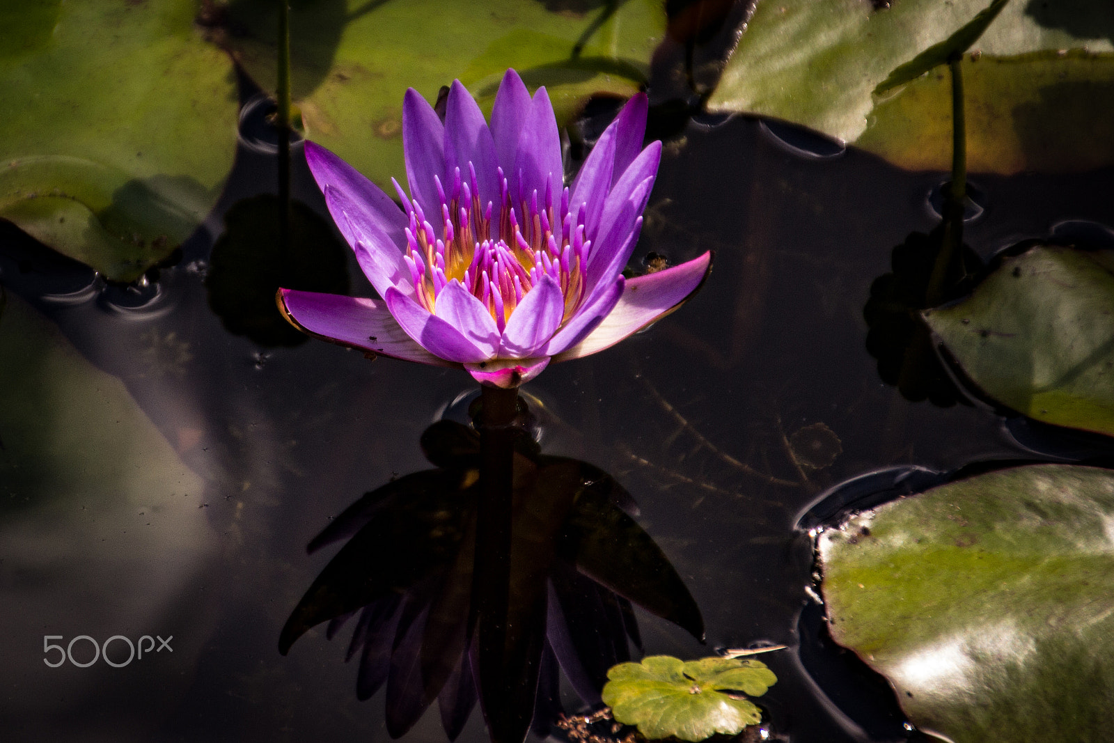Canon EOS 600D (Rebel EOS T3i / EOS Kiss X5) + Tamron 18-270mm F3.5-6.3 Di II VC PZD sample photo. Lotus flower in pond photography