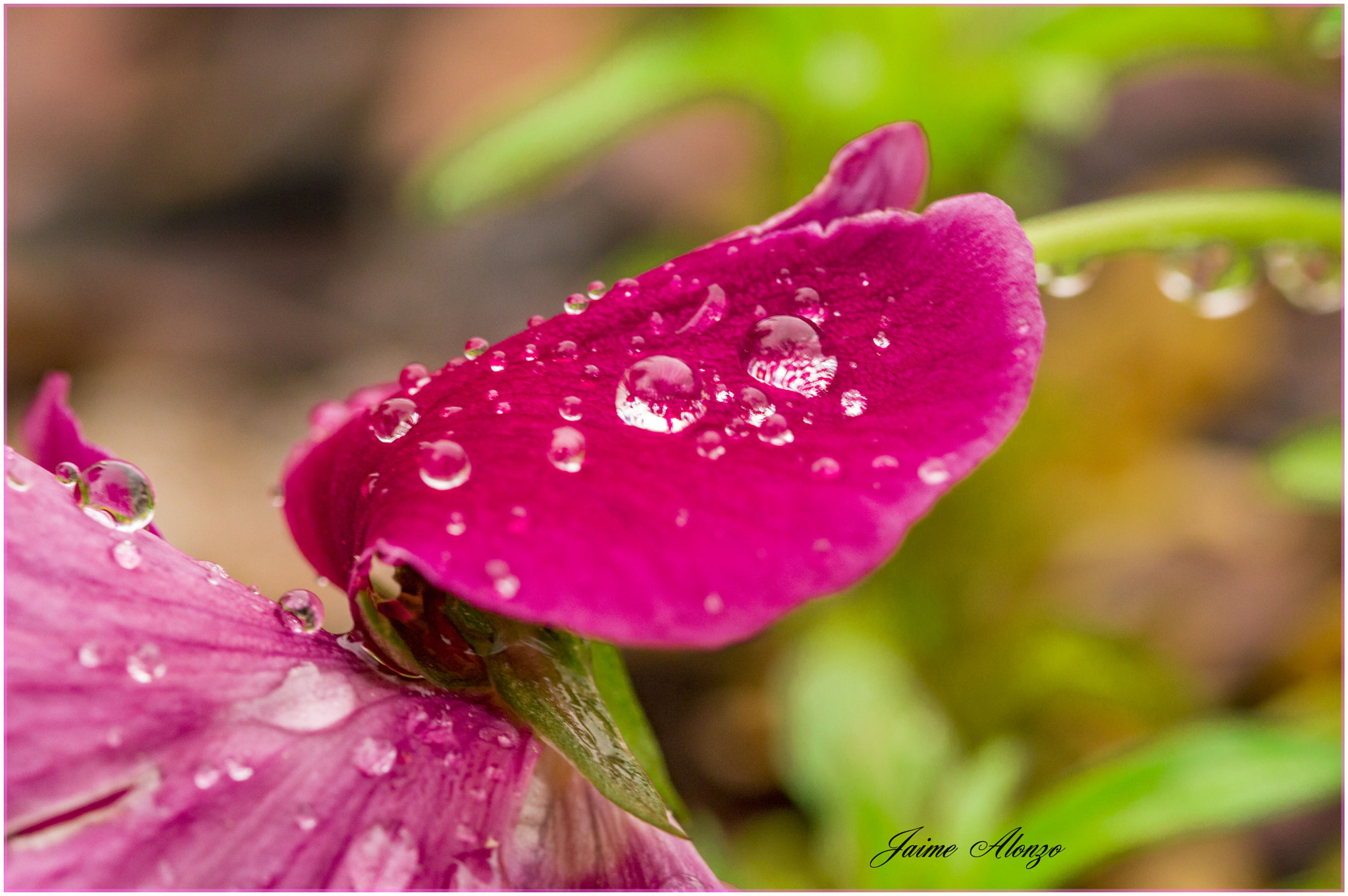 Sigma 105mm F2.8 EX DG OS HSM sample photo. Rainy day photography
