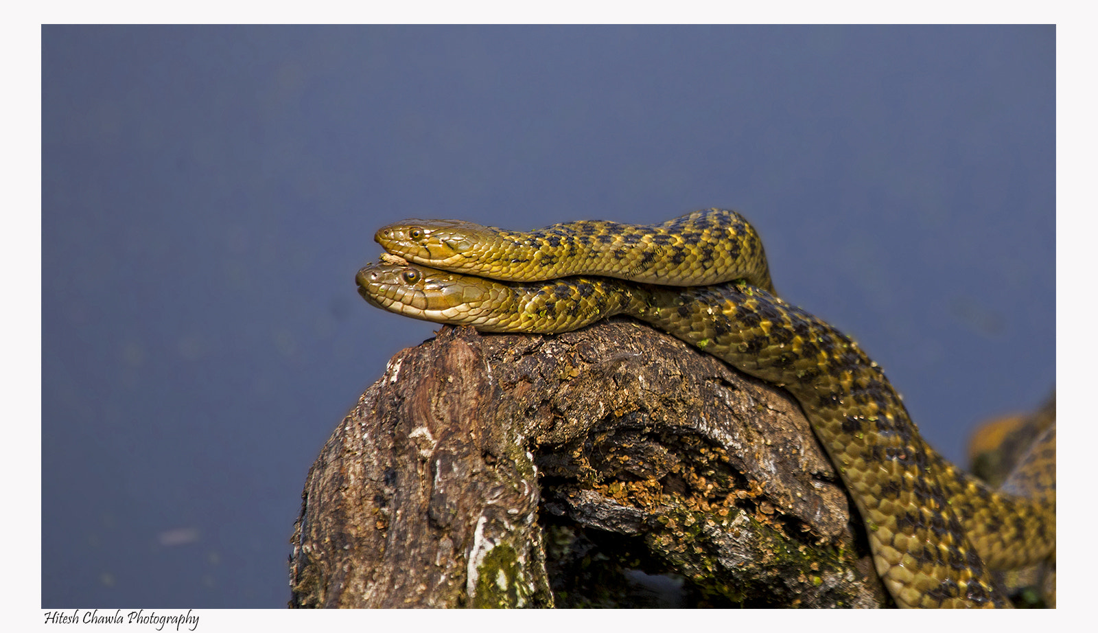 Canon EOS 6D + Canon EF 100-400mm F4.5-5.6L IS USM sample photo. Cheekred keelback snakes photography
