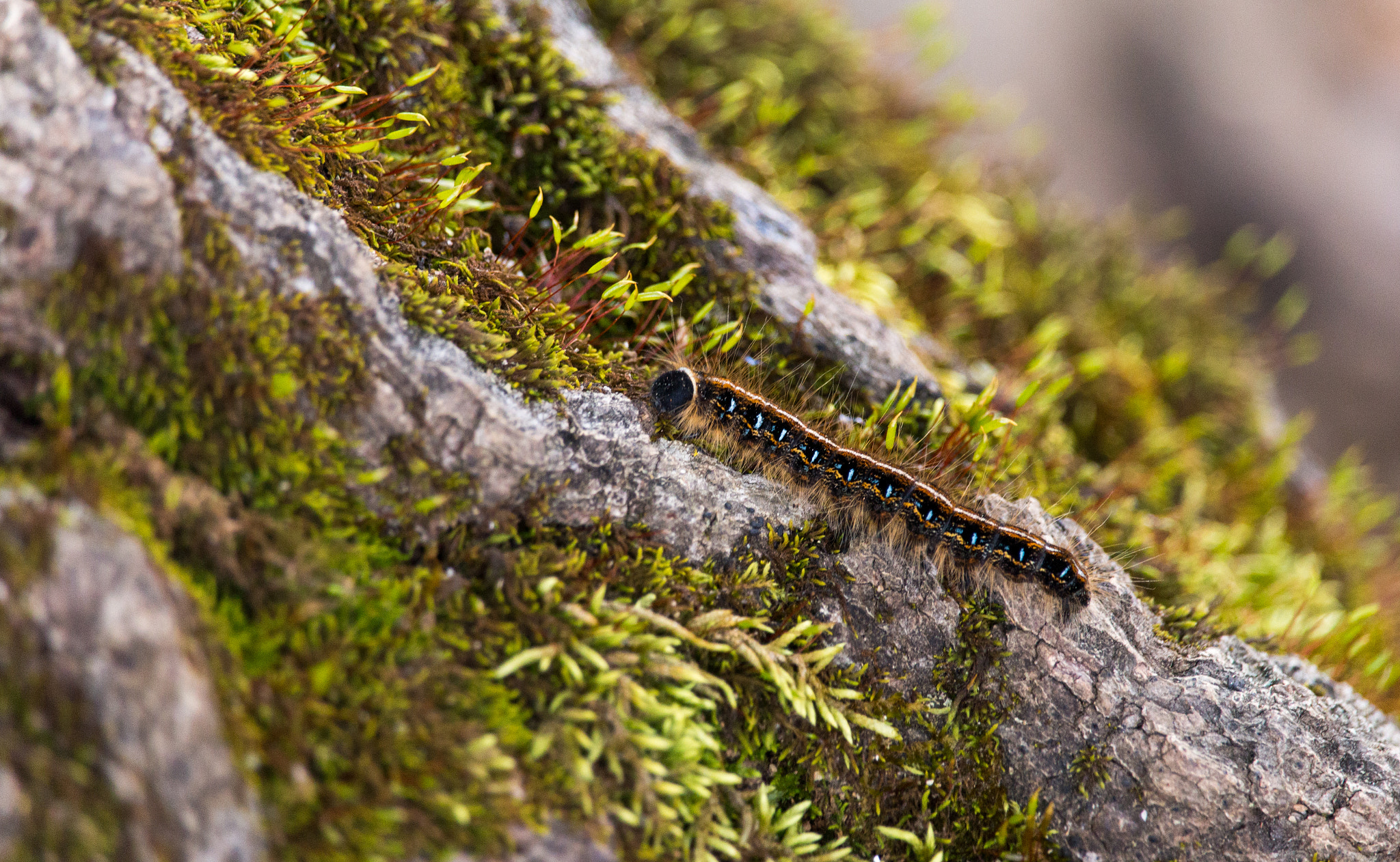 Canon EOS 70D + Canon EF-S 55-250mm F4-5.6 IS STM sample photo. Caterpillar climb photography
