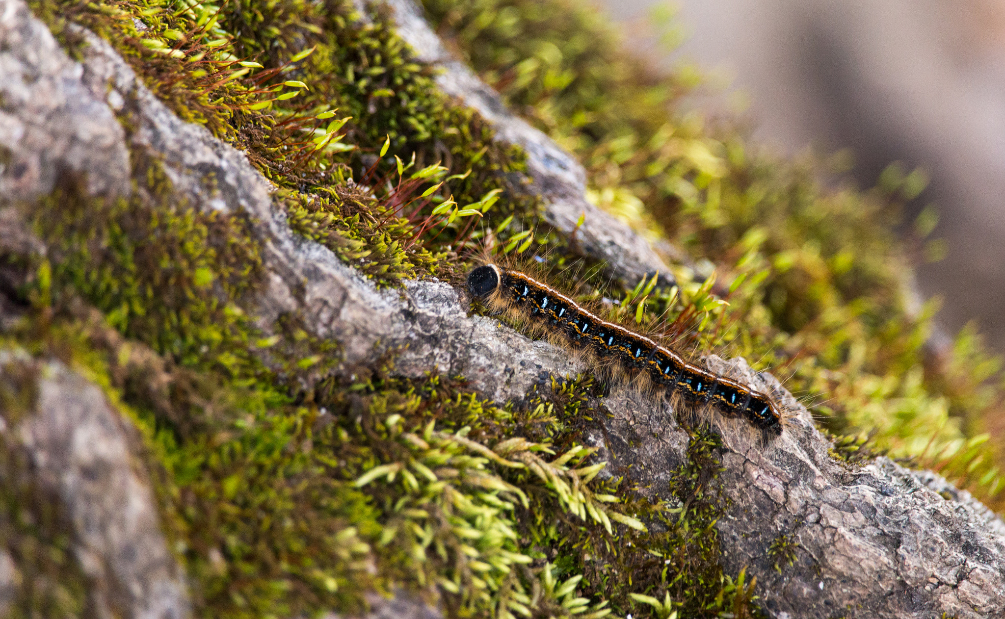 Canon EF-S 55-250mm F4-5.6 IS STM sample photo. Caterpillar climb photography