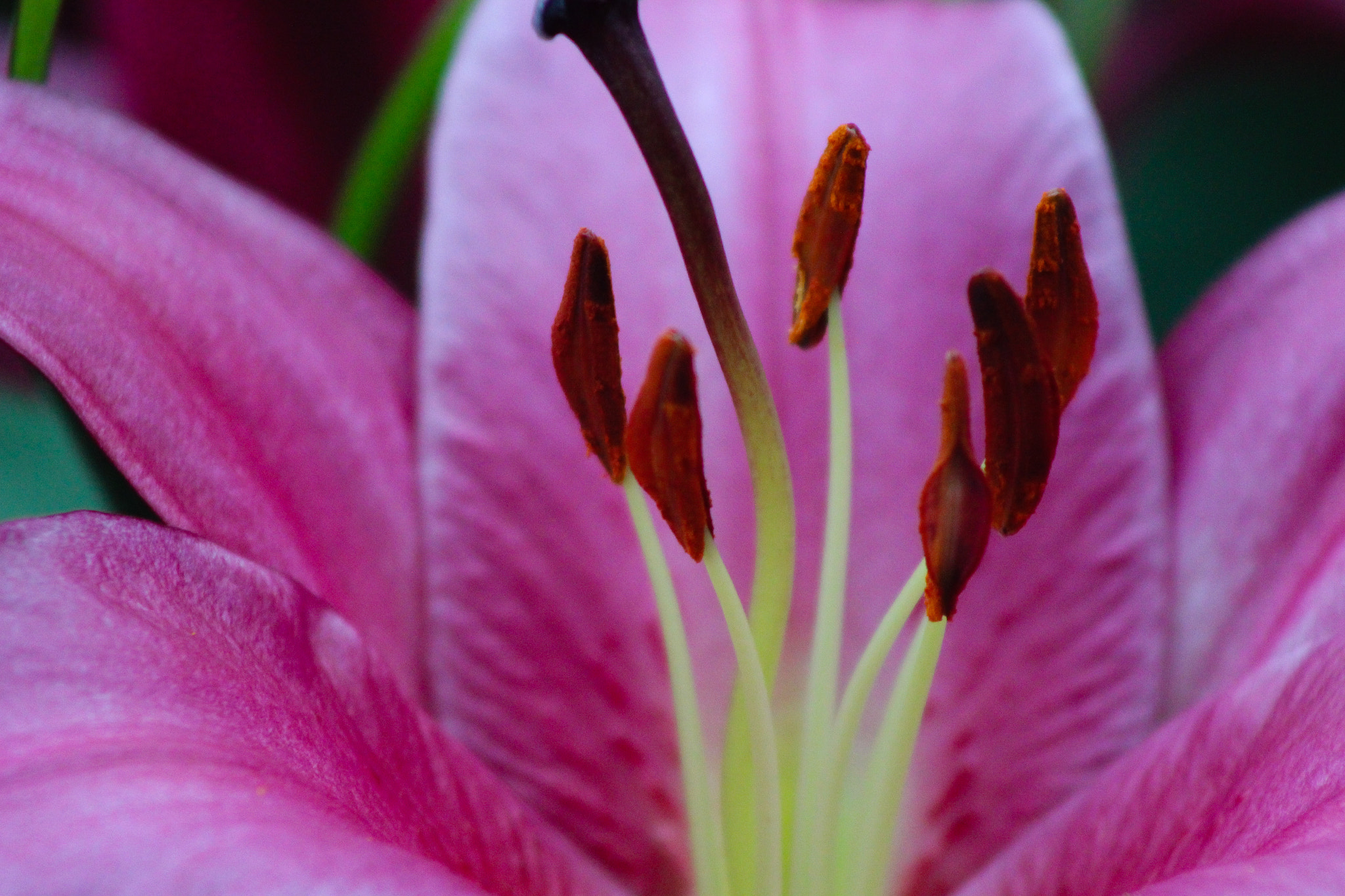 Canon EOS 600D (Rebel EOS T3i / EOS Kiss X5) + EF75-300mm f/4-5.6 sample photo. Pink lilly, 9.9.16 photography