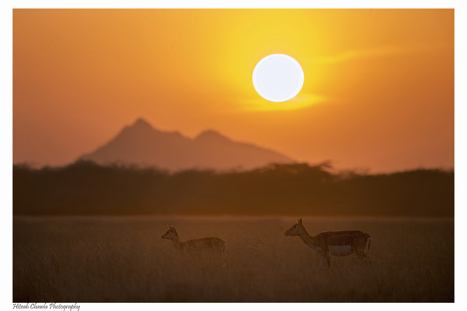 Canon EOS 6D sample photo. Black buck and sunset photography
