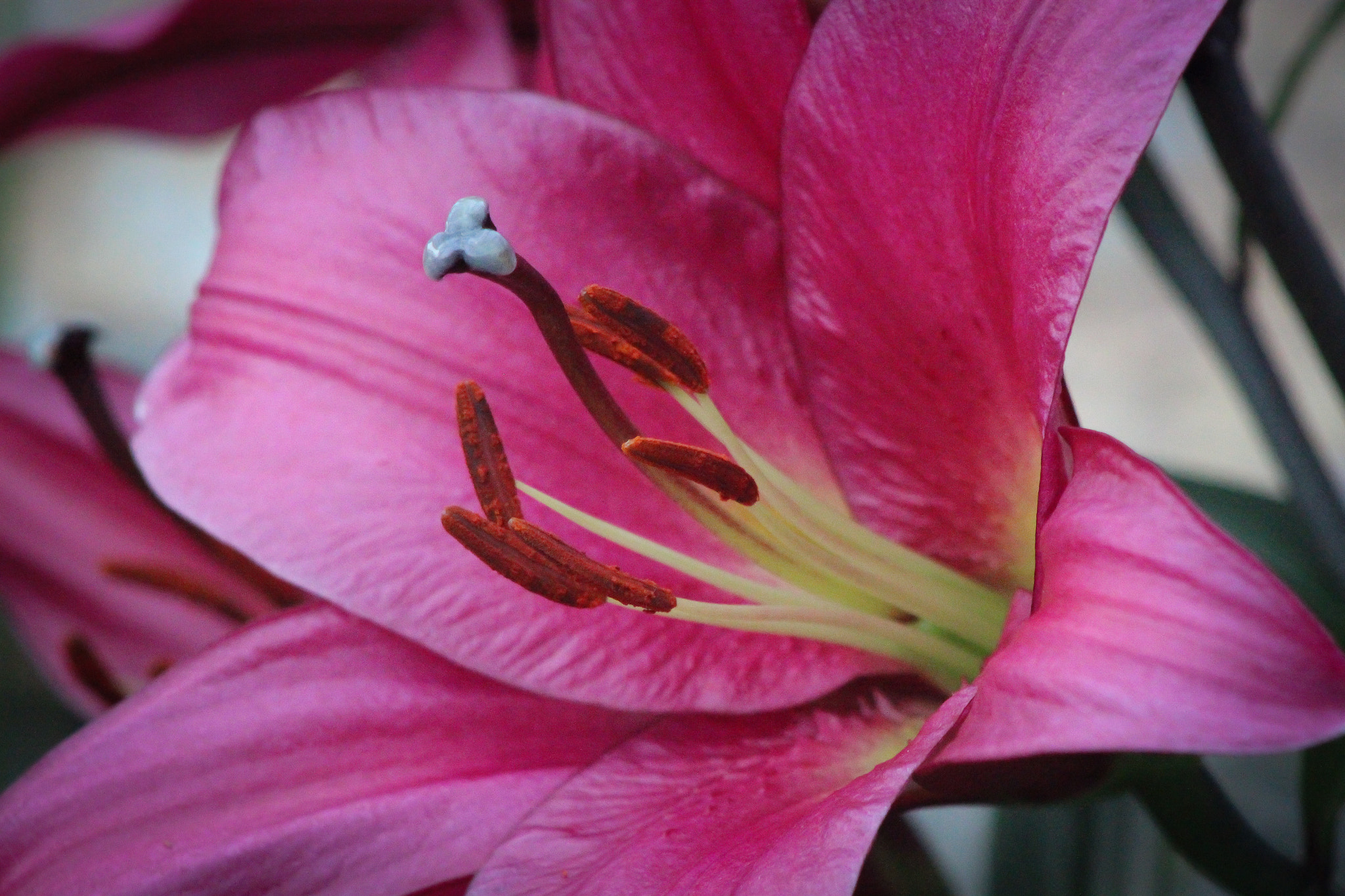 Canon EOS 600D (Rebel EOS T3i / EOS Kiss X5) + EF75-300mm f/4-5.6 sample photo. Pink lily 2, 9.9.16 photography