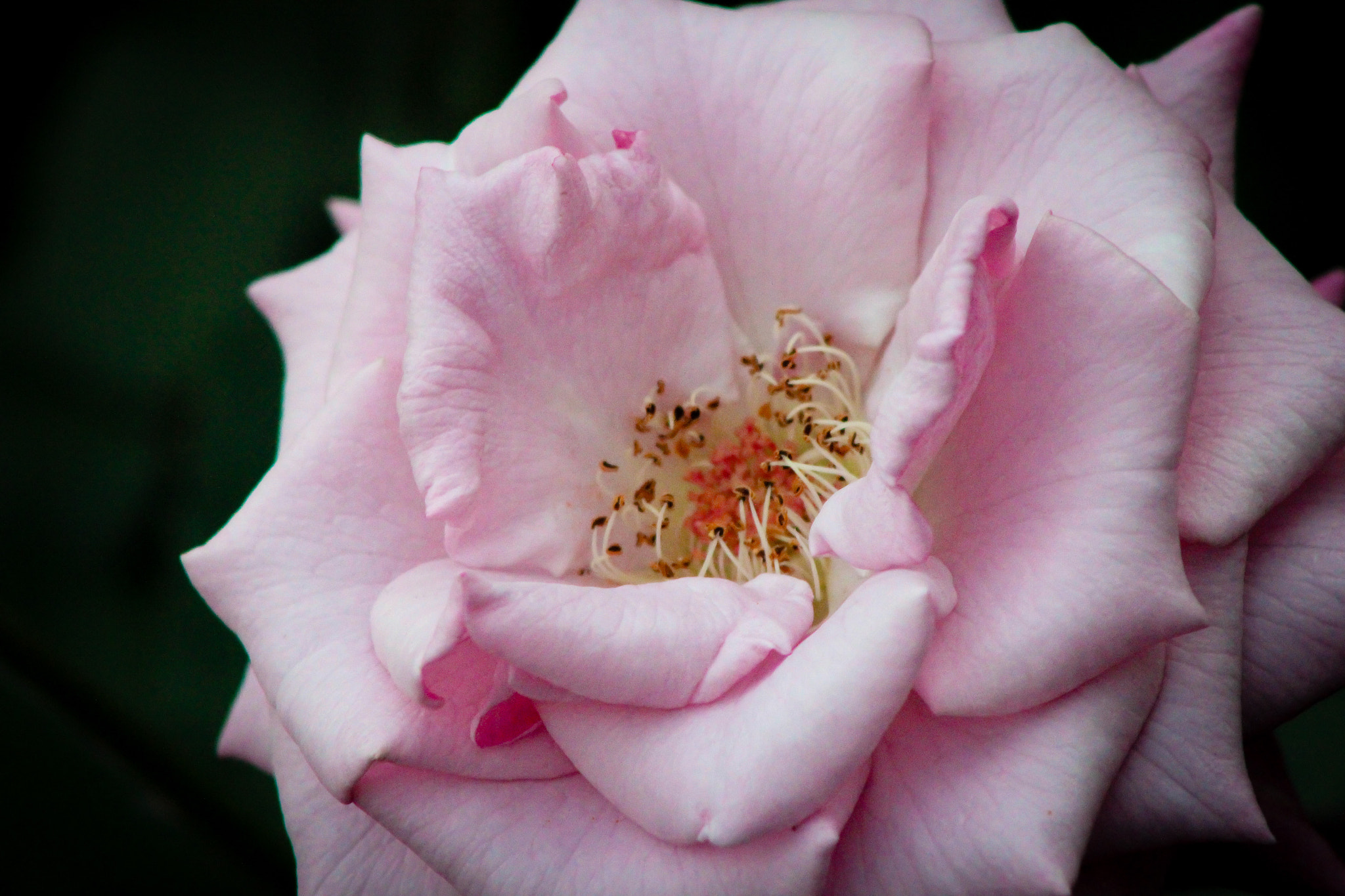 Canon EOS 600D (Rebel EOS T3i / EOS Kiss X5) + EF75-300mm f/4-5.6 sample photo. Pink rose, 9.9.16 photography