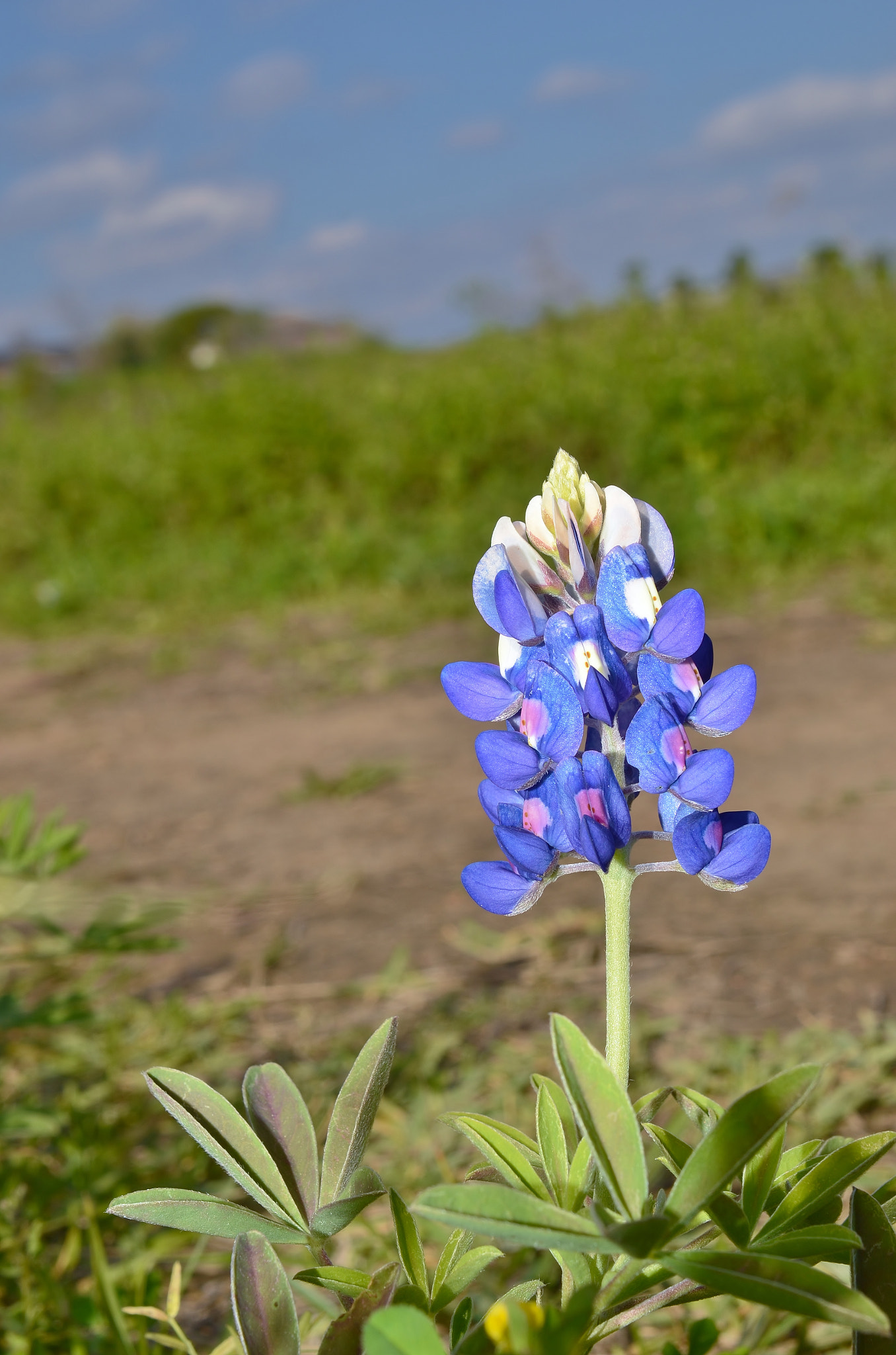 Nikon AF-S DX Micro Nikkor 40mm F2.8 sample photo