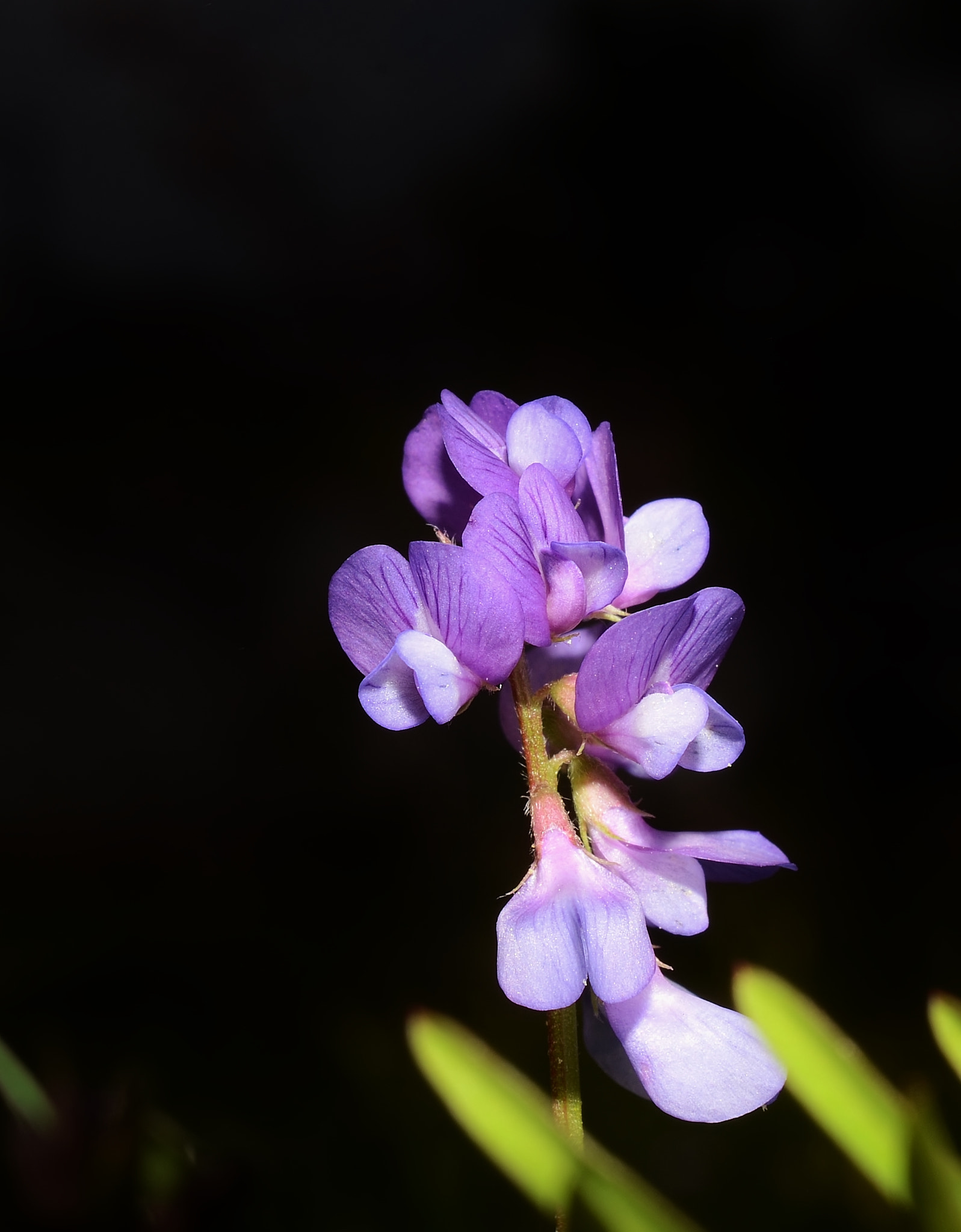 Nikon AF-S DX Micro Nikkor 40mm F2.8 sample photo