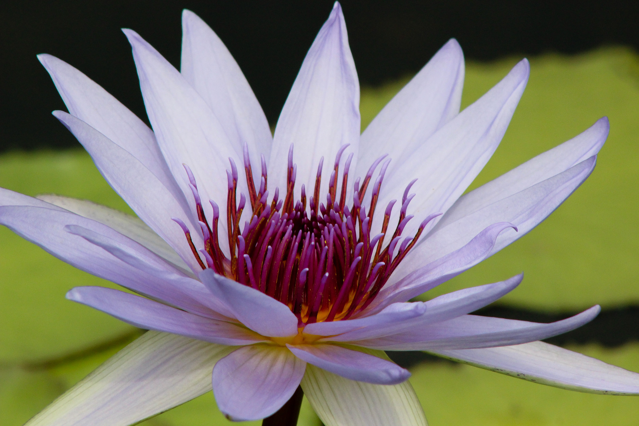 Canon EOS 600D (Rebel EOS T3i / EOS Kiss X5) + EF75-300mm f/4-5.6 sample photo. Water lily, 9.9.16 photography