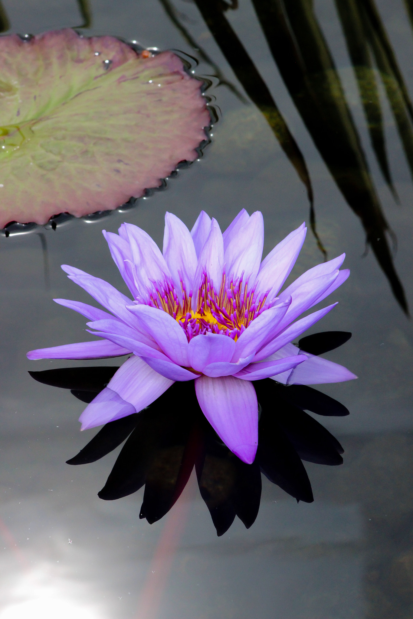 Canon EOS 600D (Rebel EOS T3i / EOS Kiss X5) + EF75-300mm f/4-5.6 sample photo. Purple water lily, 9.9.16 photography