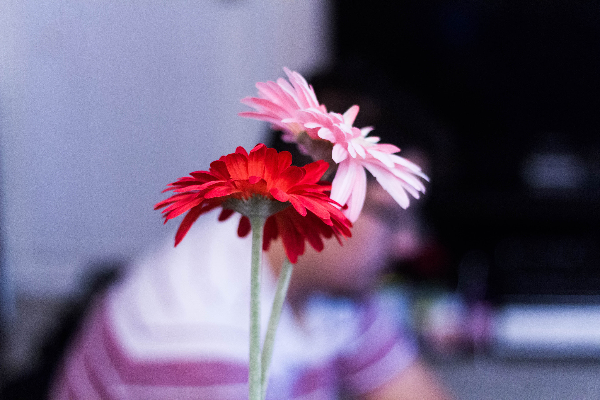 Canon EF 50mm F1.8 II sample photo. Img photography