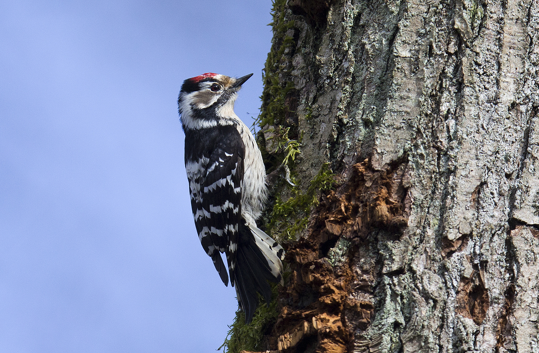 Canon EOS-1D X sample photo. Lesser spotted woodpecker photography