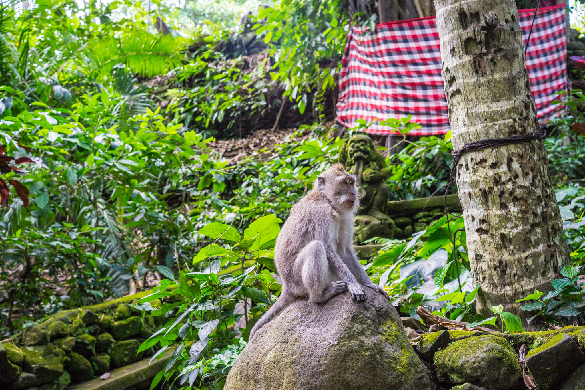 Sony a7R + Sony Sonnar T* FE 55mm F1.8 ZA sample photo. Monkey in monkey forrest ubud photography