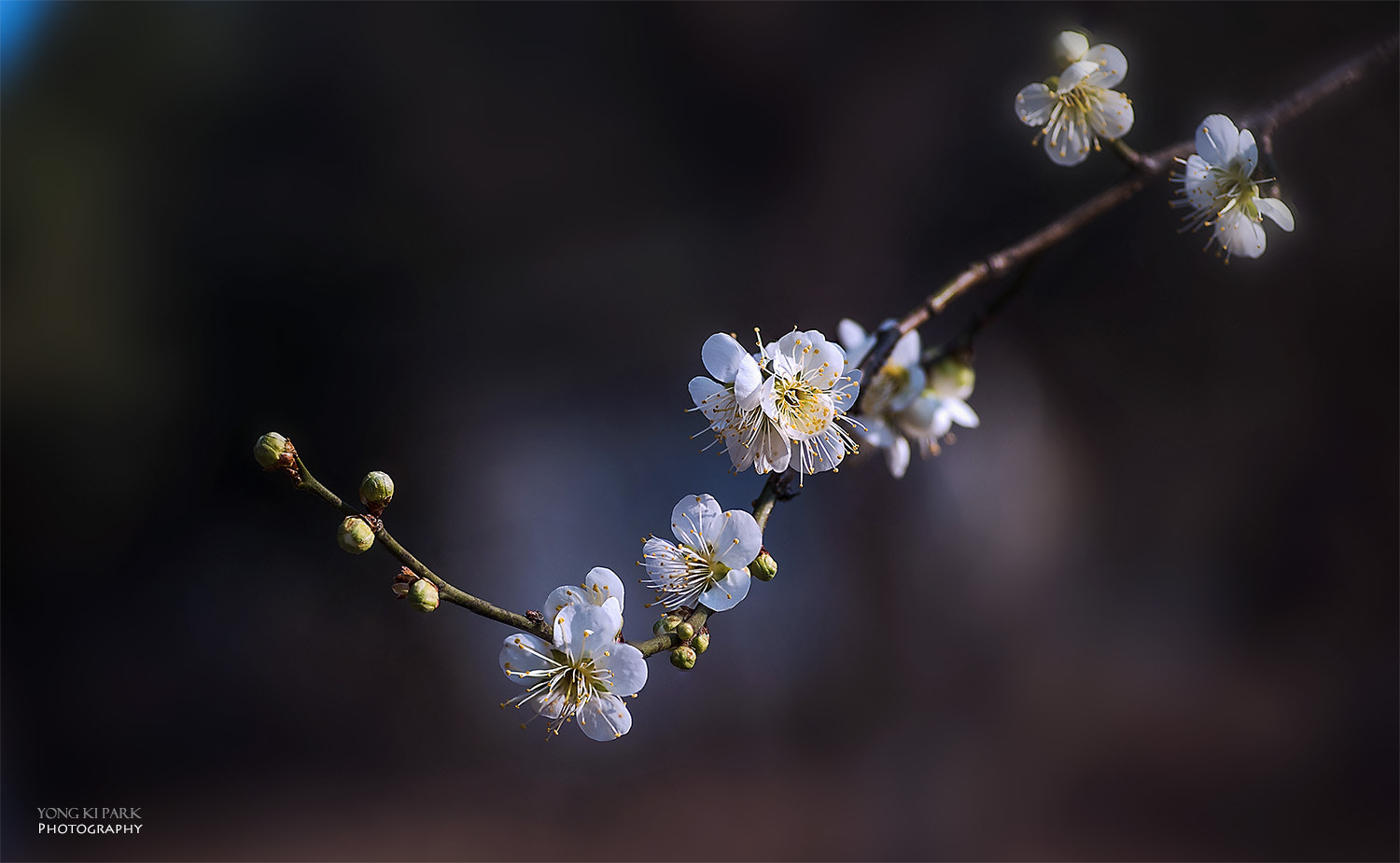 Pentax K-1 sample photo. Opening of the spring-5 photography