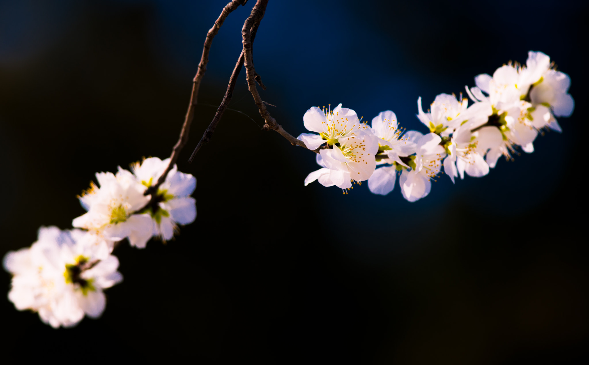 Nikon D800 + Nikon AF-S Nikkor 300mm F4D ED-IF sample photo. Dsc photography