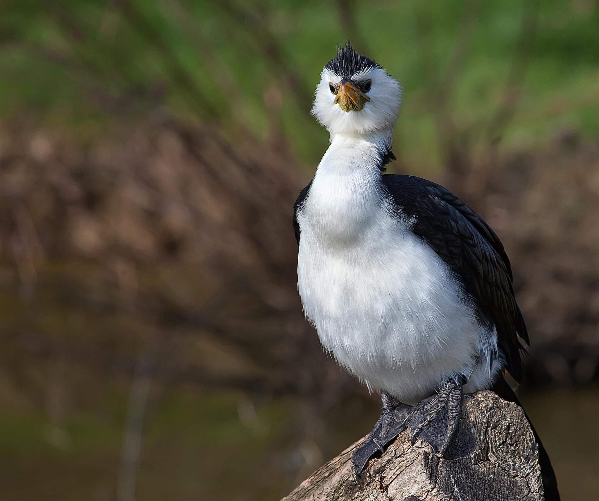 Canon EF 100-400mm F4.5-5.6L IS USM sample photo. Cormoran un peu prétentieux photography