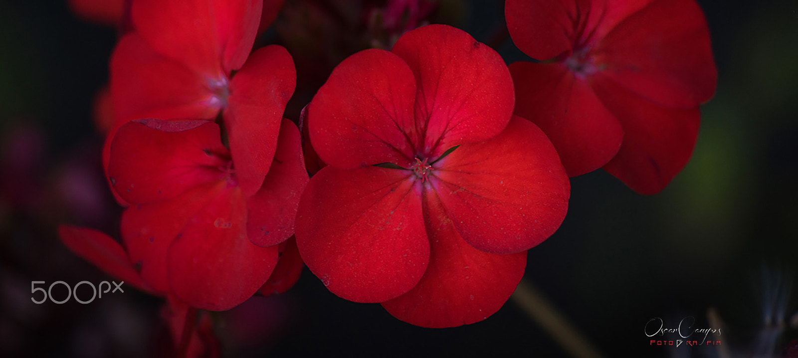 Sigma 70-300mm F4-5.6 APO DG Macro sample photo. Rojo photography